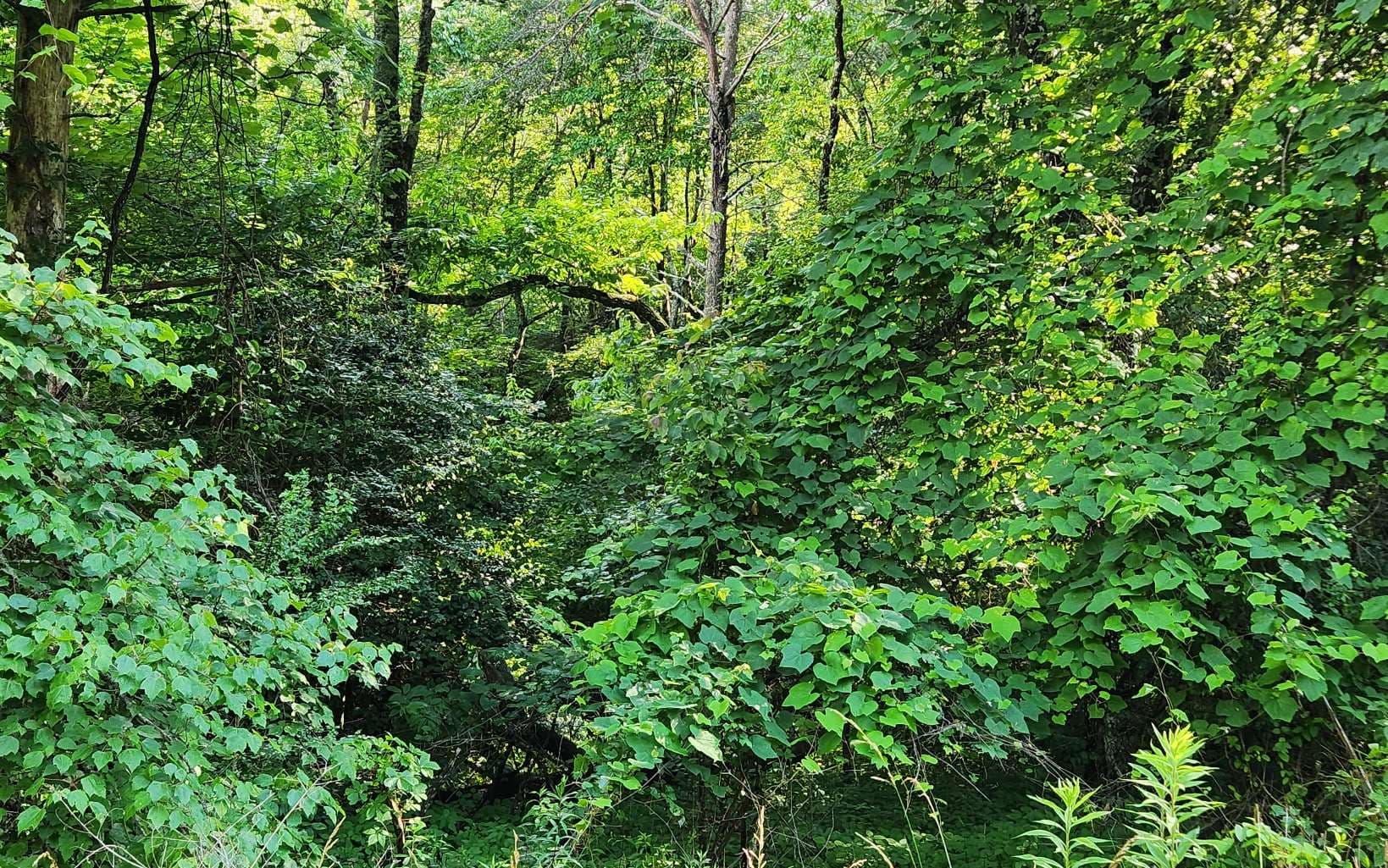 3.5AC Sassafras Ridge Road, Turtletown TN 37391 - Photo