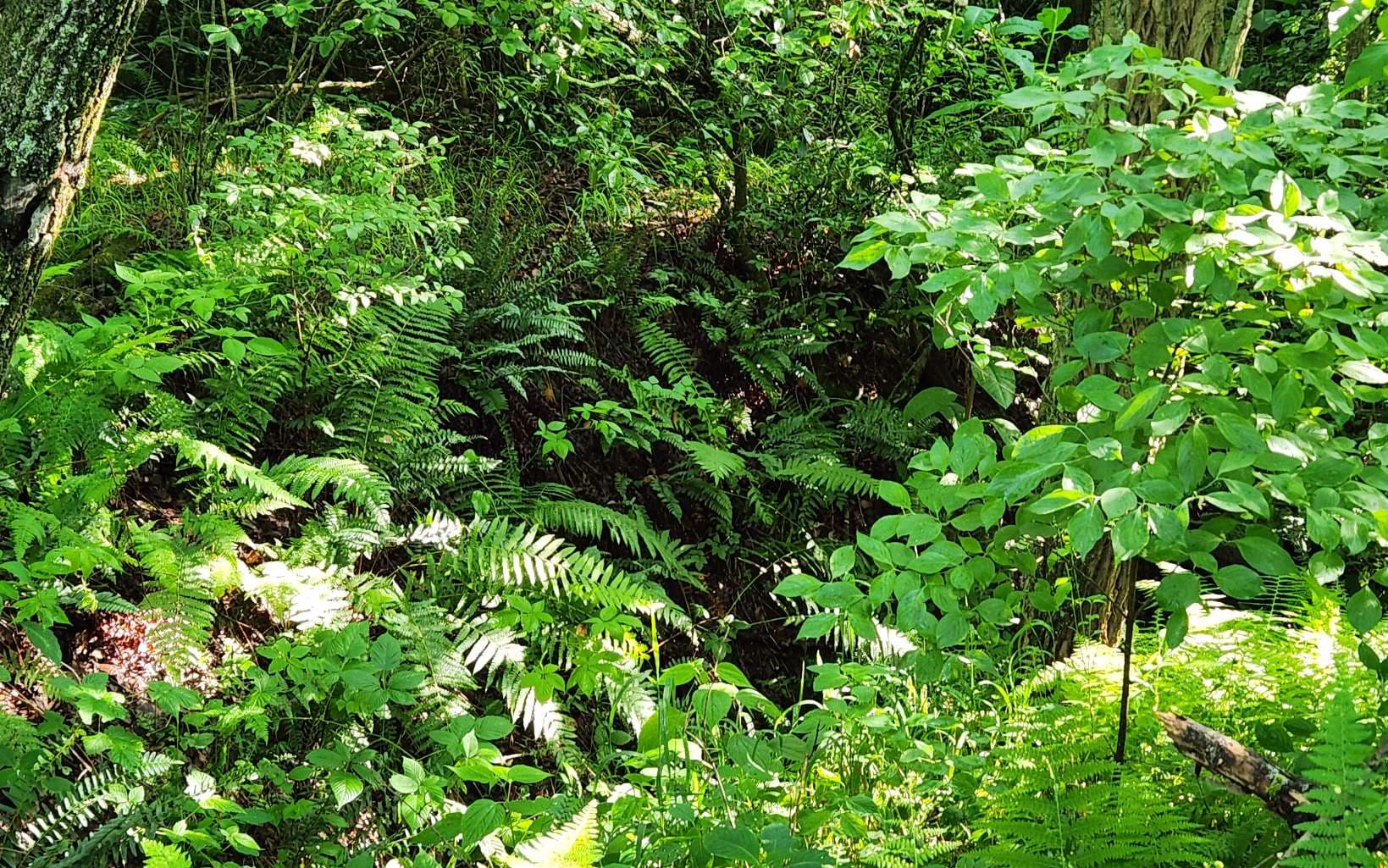 3.5AC Sassafras Ridge Road, Turtletown TN 37391 - Photo