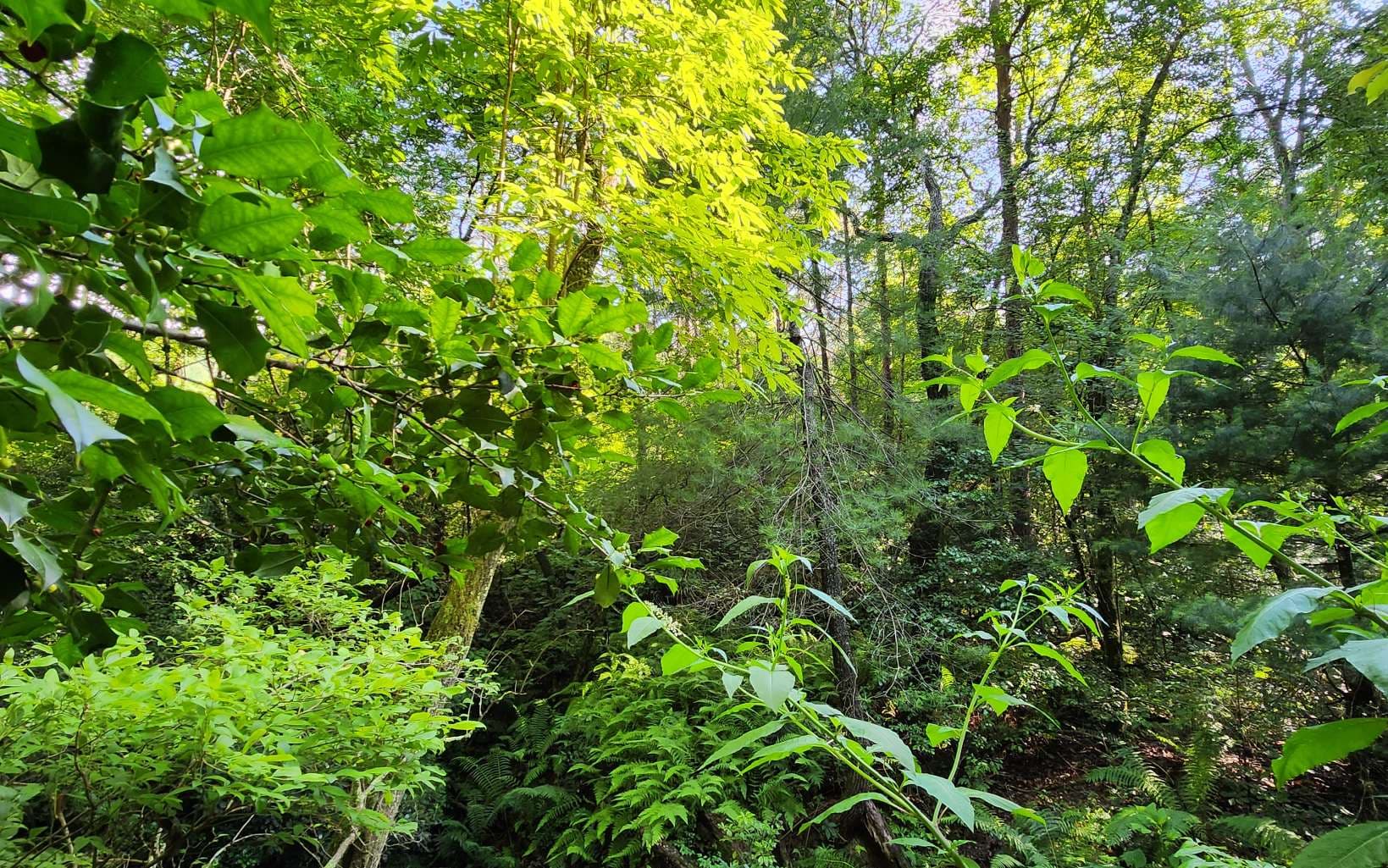 3.5AC Sassafras Ridge Road, Turtletown TN 37391 - Photo