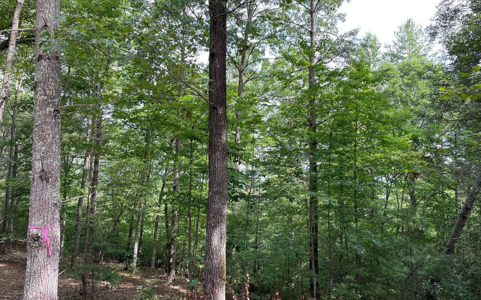LOT13 Sour Apple Lane, Blairsville GA 30512 - Photo