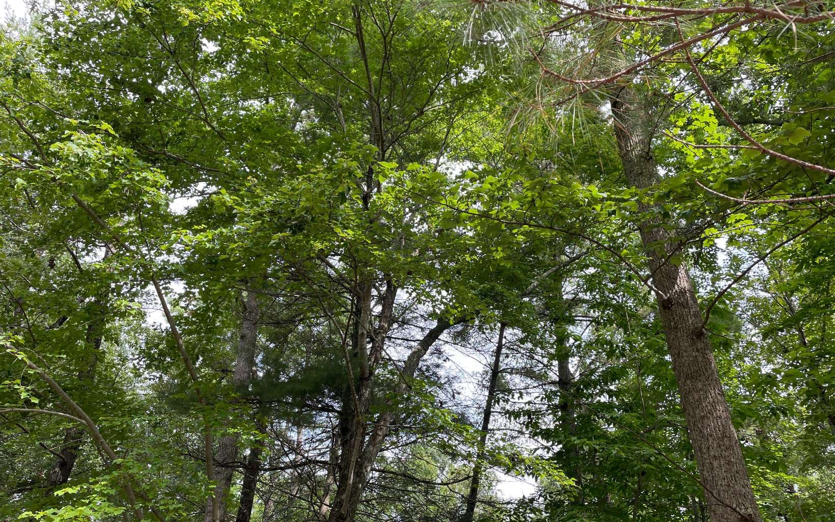 LOT13 Sour Apple Lane, Blairsville GA 30512 - Photo