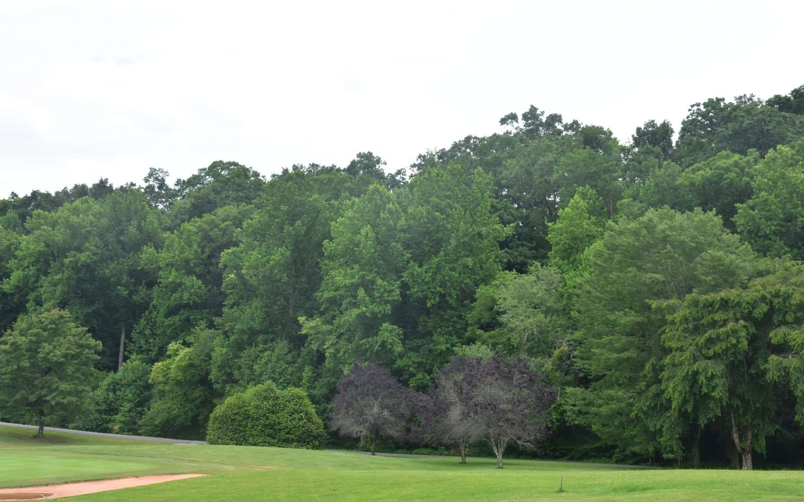 85A Licklog Ridge, Hayesville NC 28904 - Photo