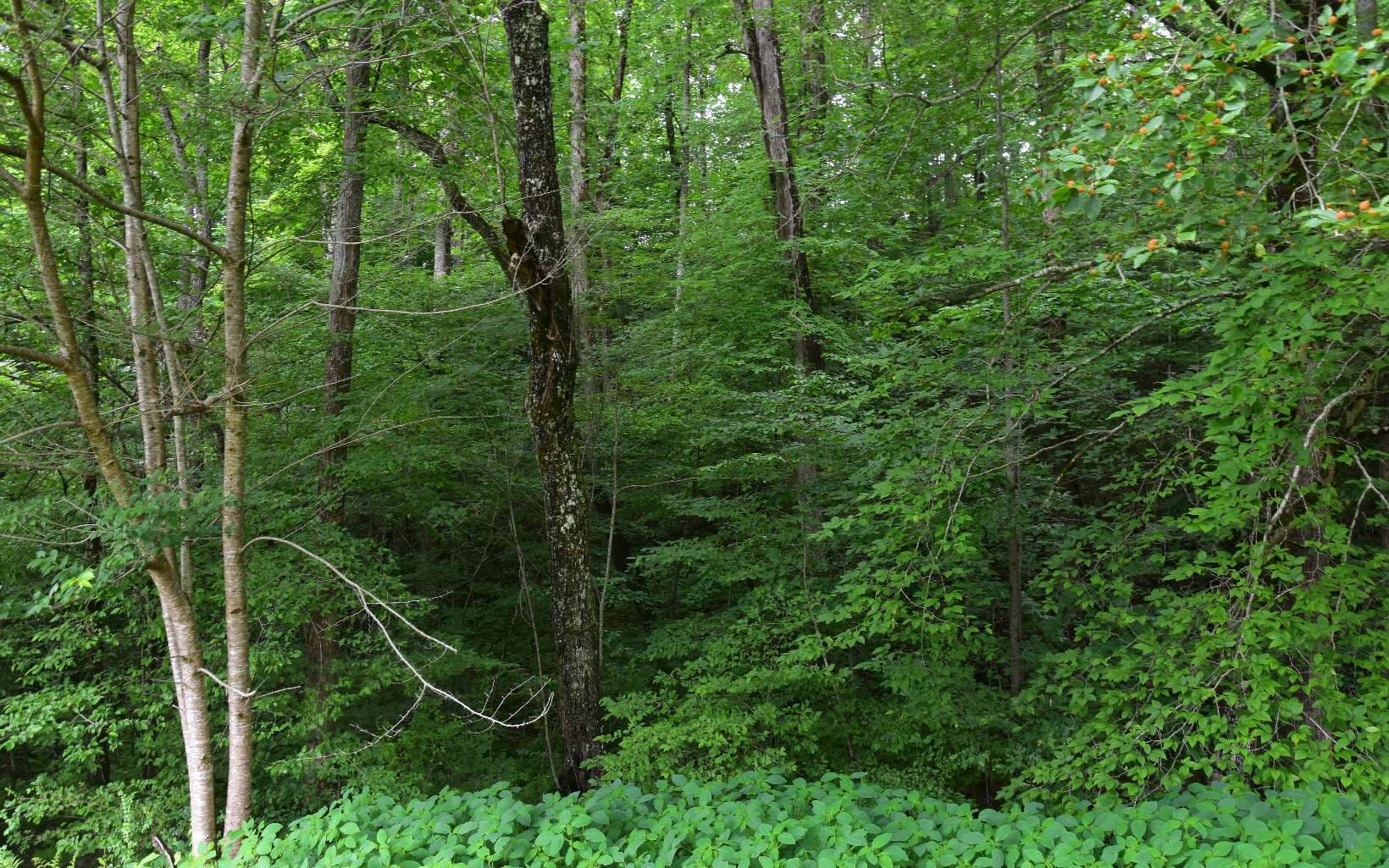 85A Licklog Ridge, Hayesville NC 28904 - Photo