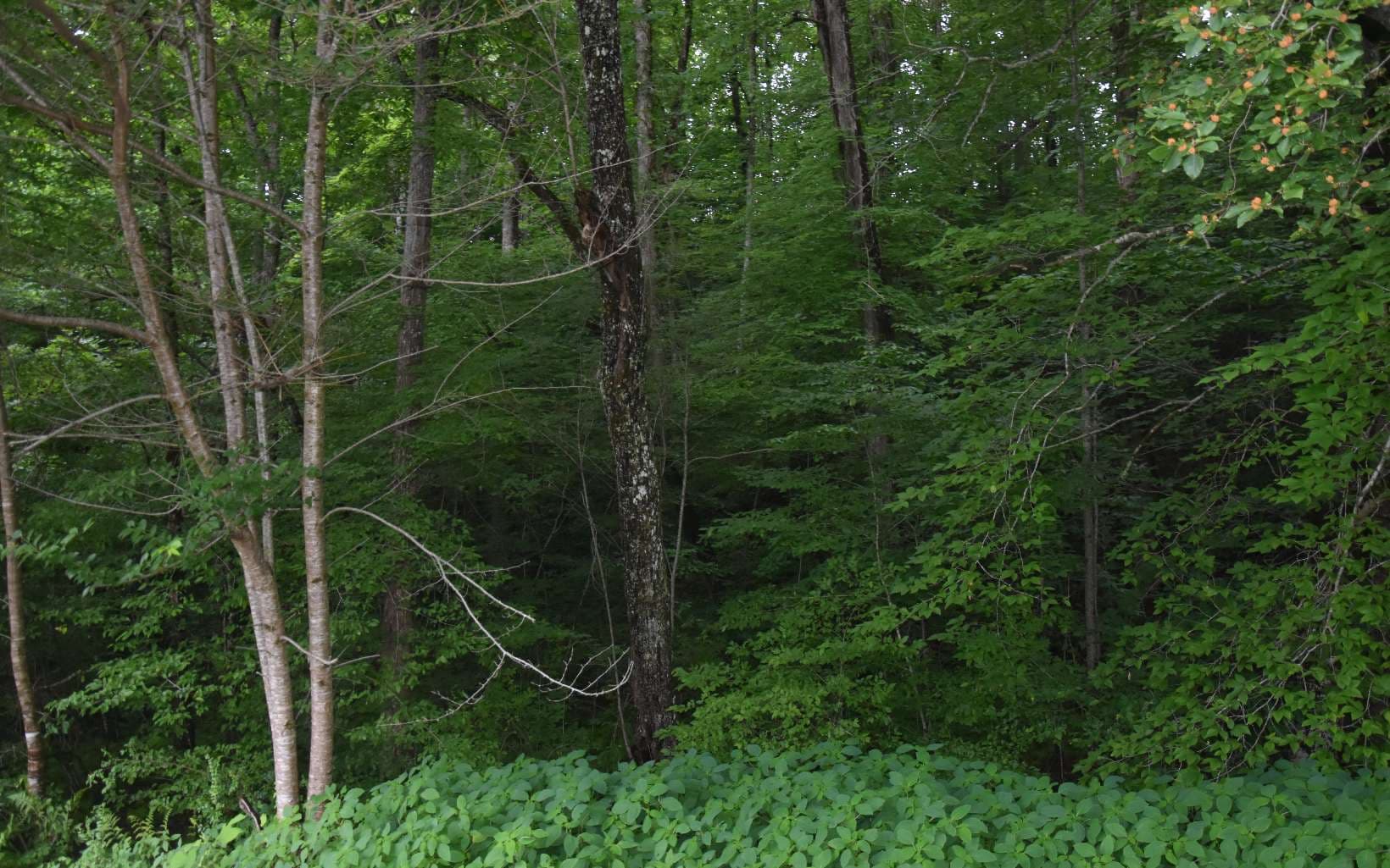 85A Licklog Ridge, Hayesville NC 28904 - Photo
