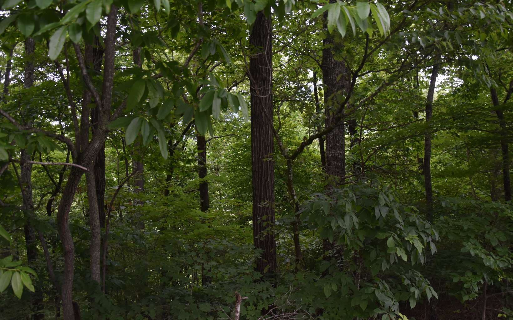 85A Licklog Ridge, Hayesville NC 28904 - Photo