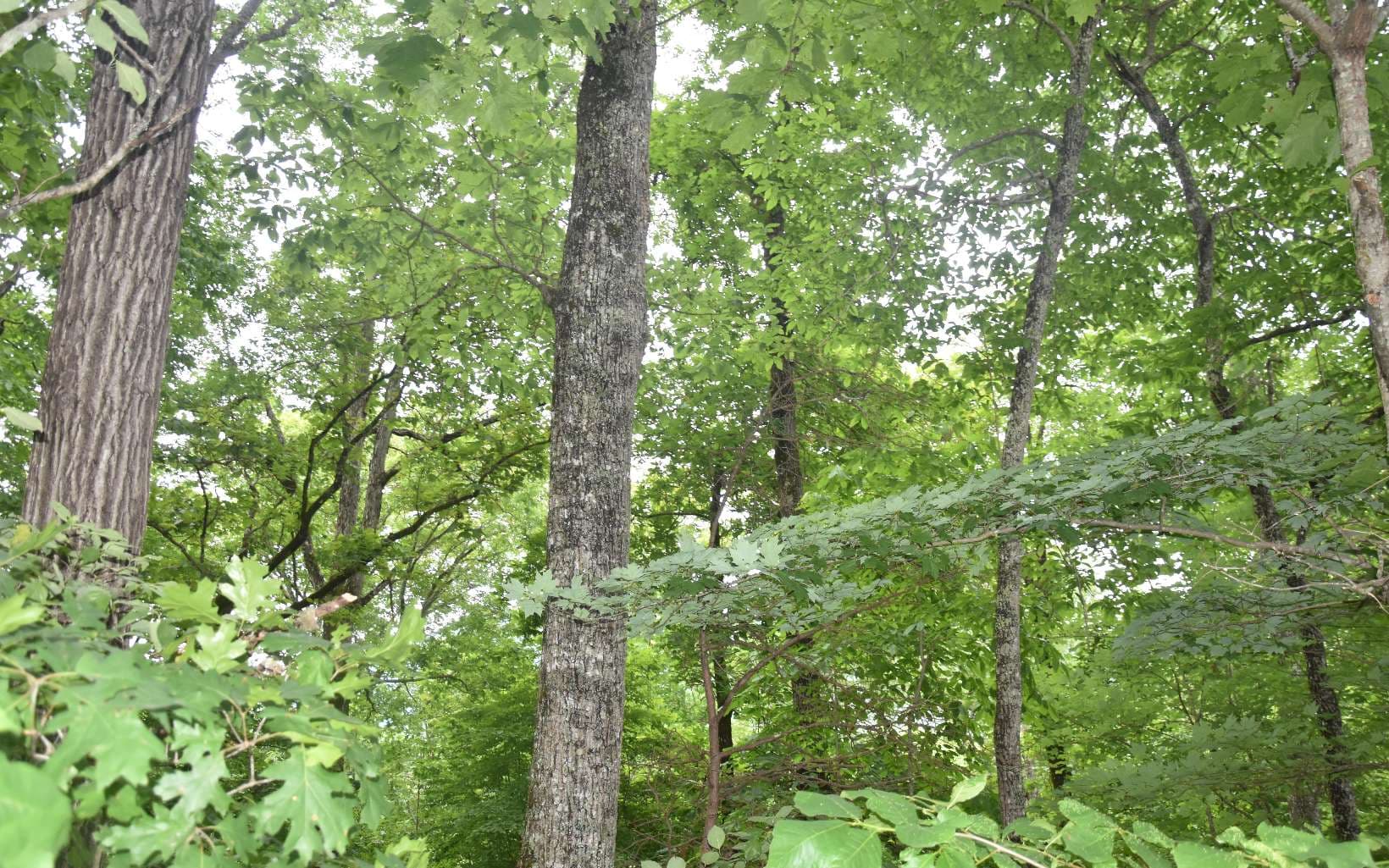 85A Licklog Ridge, Hayesville NC 28904 - Photo