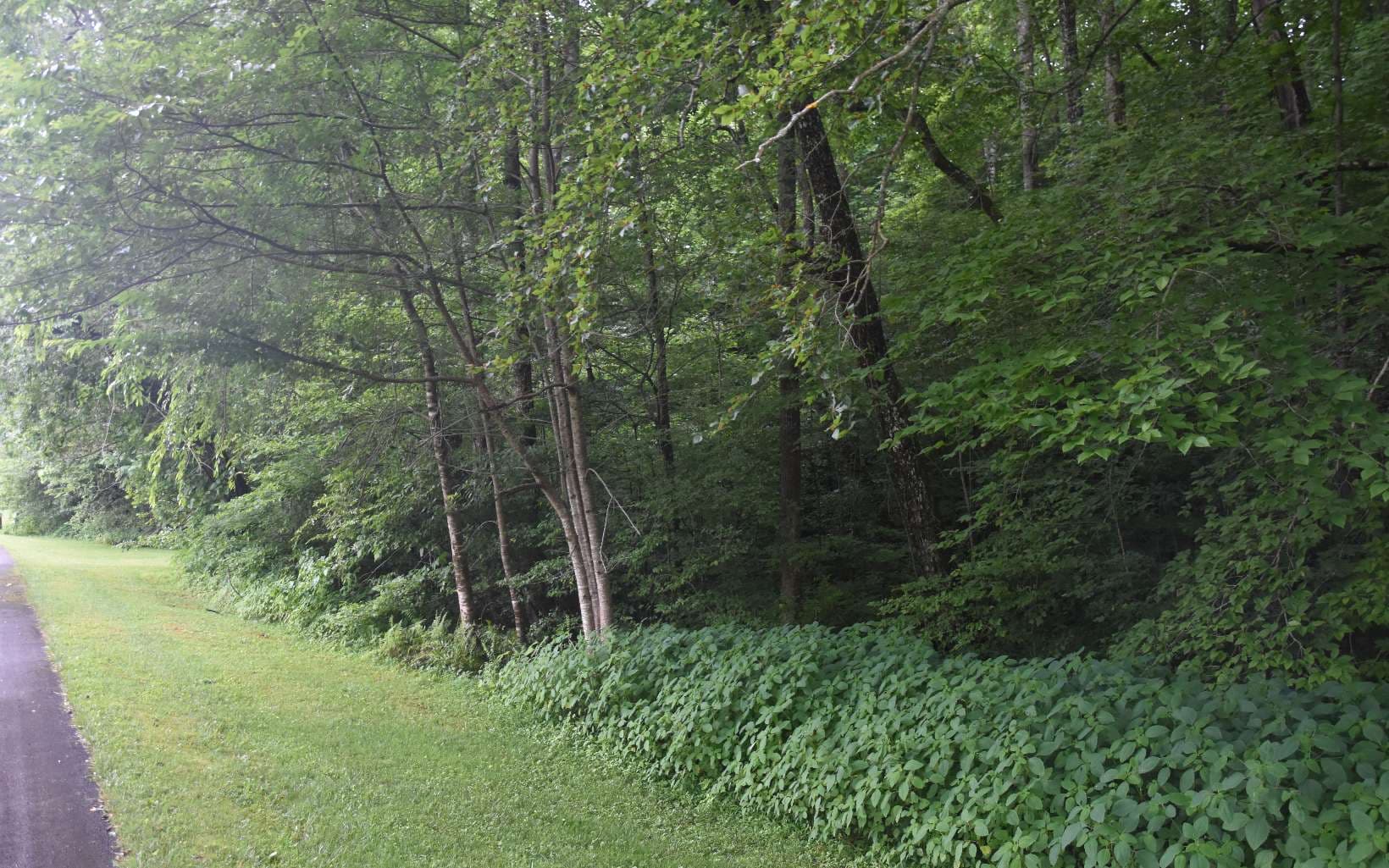85A Licklog Ridge, Hayesville NC 28904 - Photo