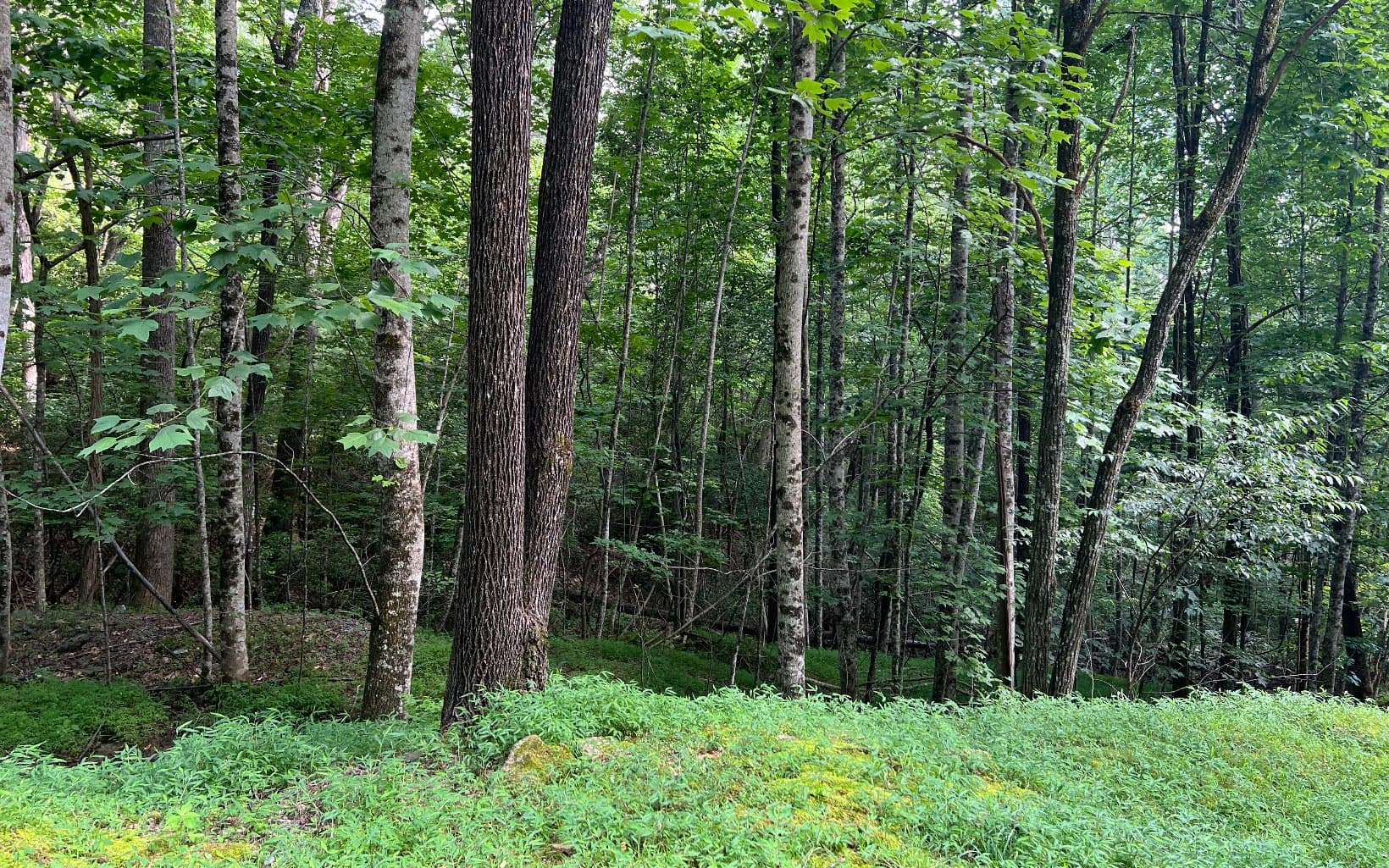 Lot 40 Double Knobs Drive, Hayesville NC 28904 - Photo