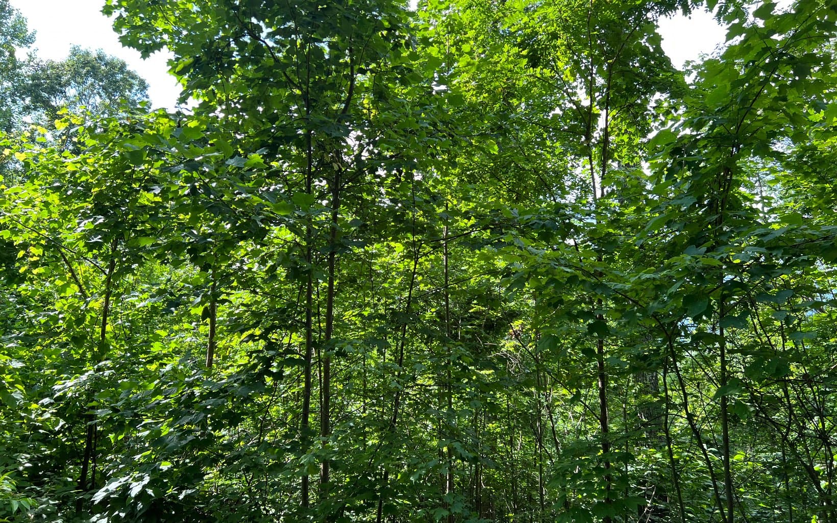 Lot 73 Eagles View, Hayesville NC 28904 - Photo