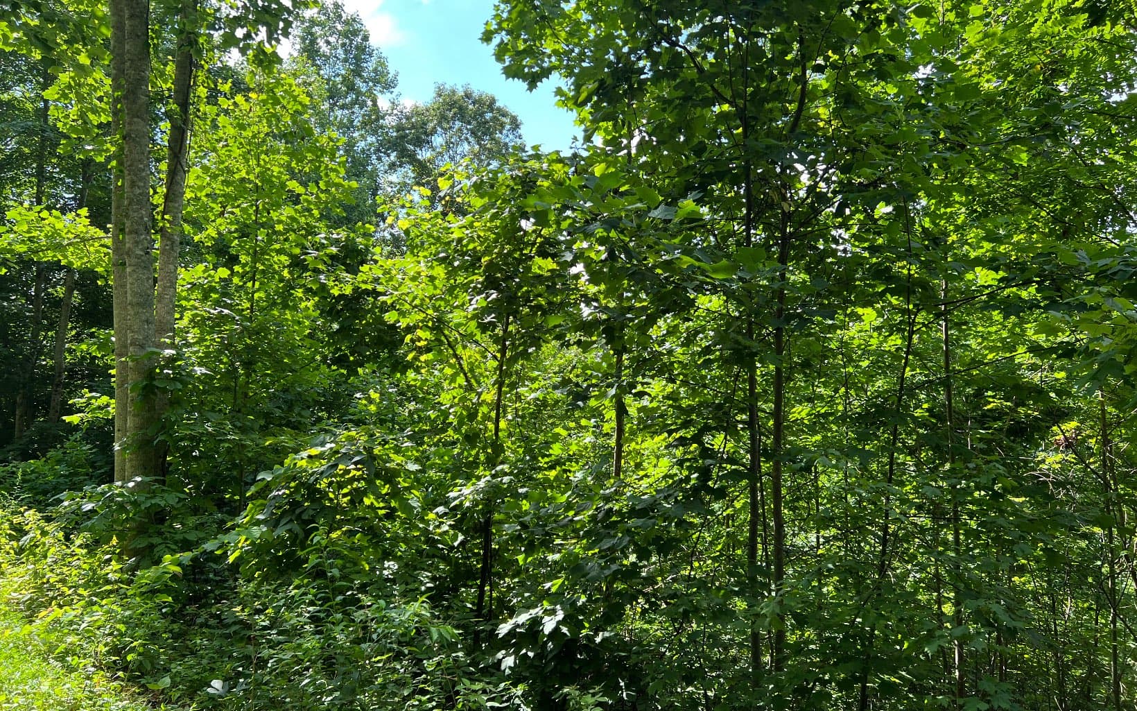 Lot 73 Eagles View, Hayesville NC 28904 - Photo