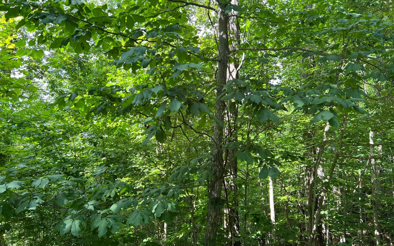 Lot 73 Eagles View, Hayesville NC 28904 - Photo