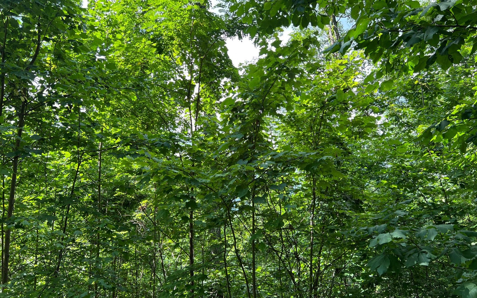 Lot 73 Eagles View, Hayesville NC 28904 - Photo