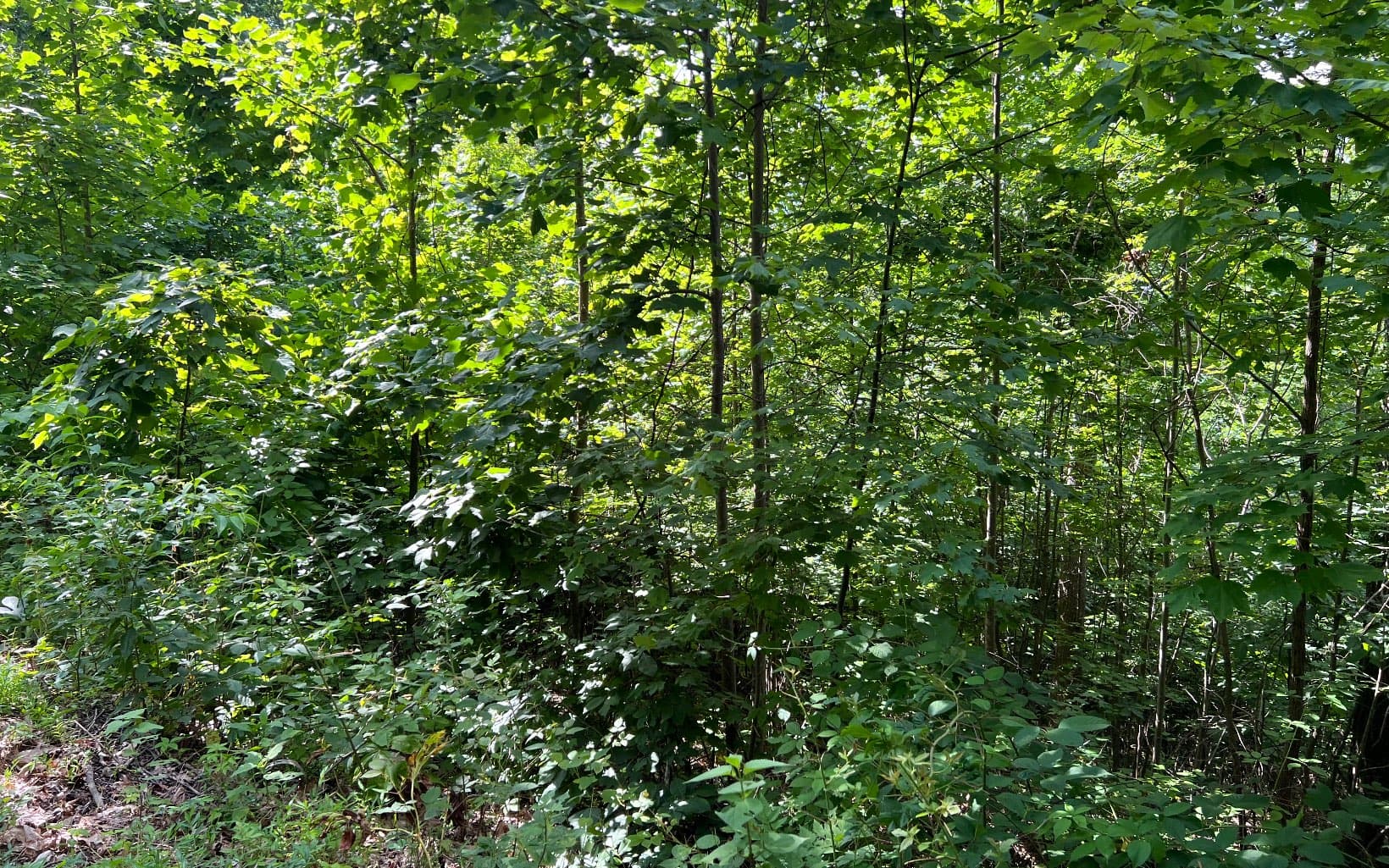 Lot 73 Eagles View, Hayesville NC 28904 - Photo