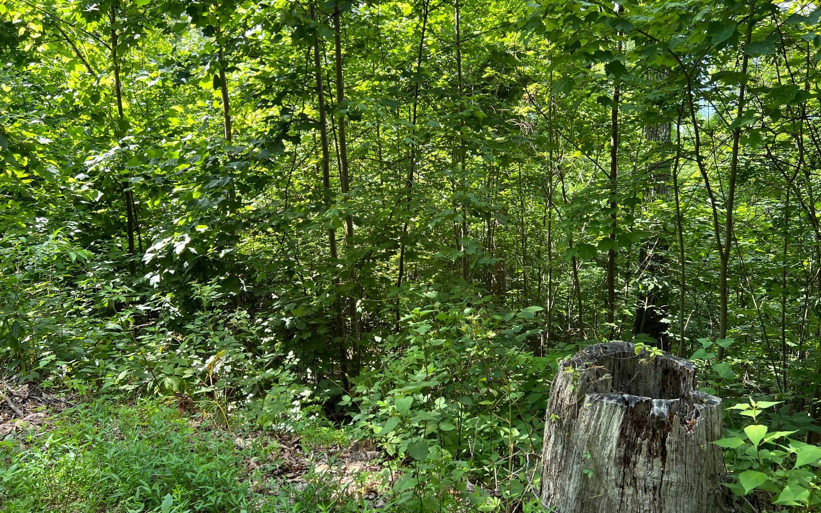 Lot 73 Eagles View, Hayesville NC 28904 - Photo
