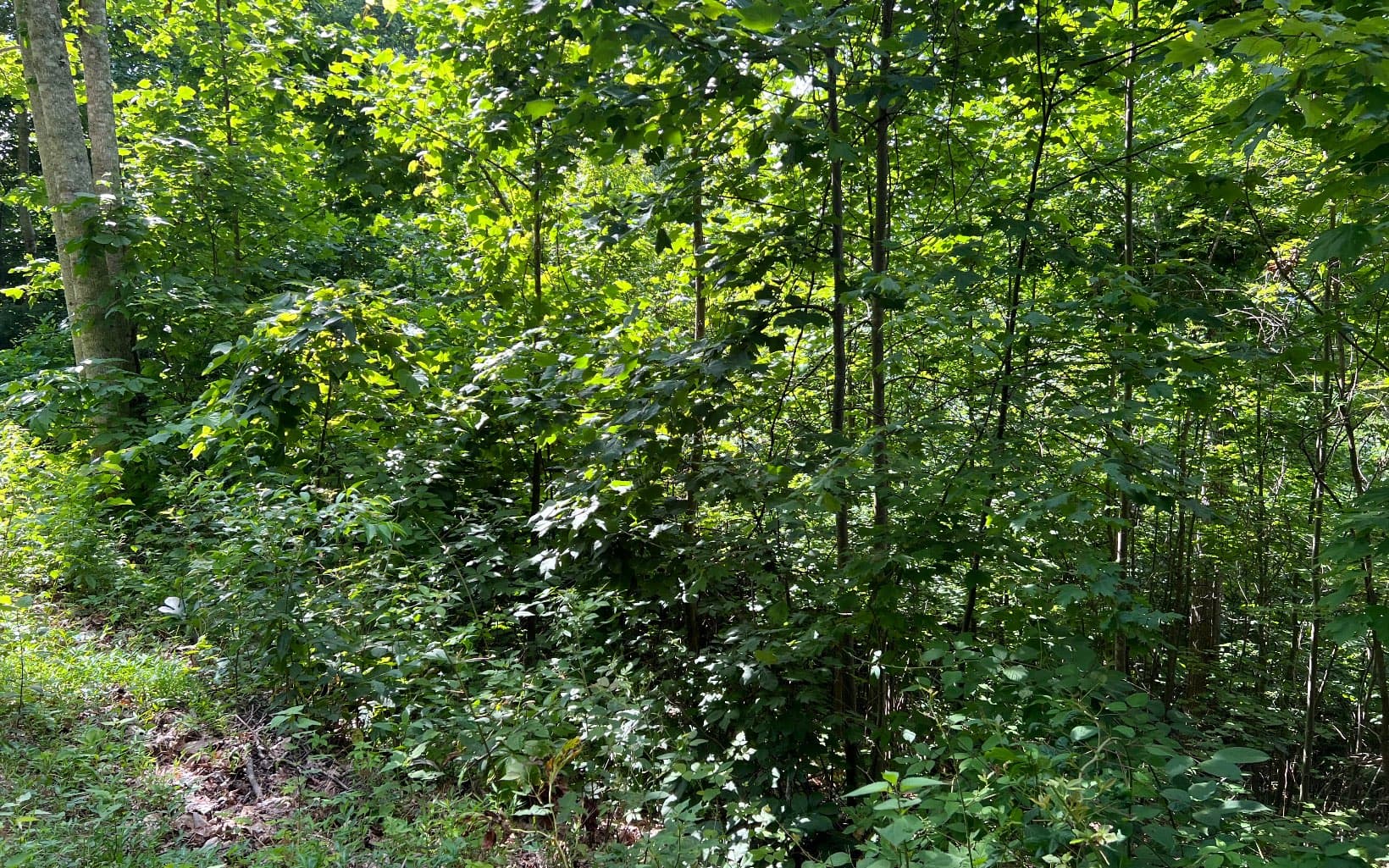 Lot 73 Eagles View, Hayesville NC 28904 - Photo