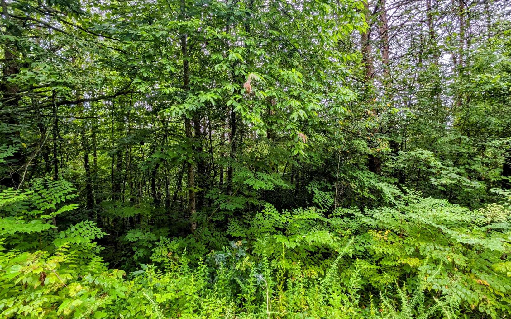 LOT32 Lakeview Drive, Turtletown TN 37391 - Photo