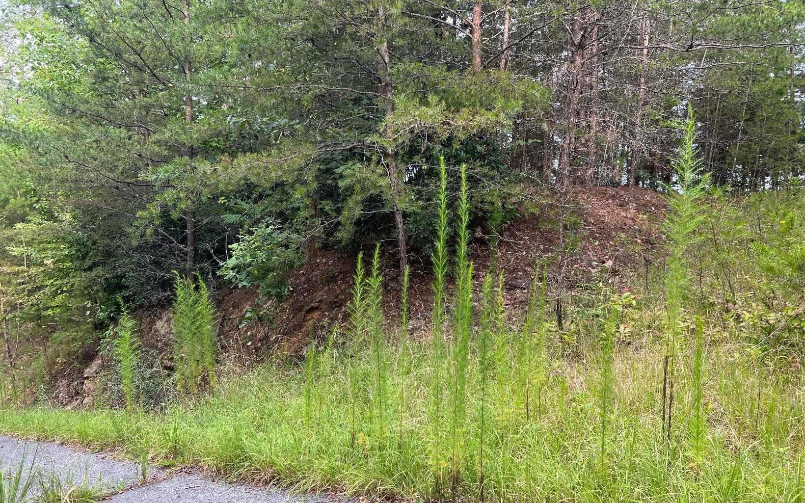 Lot 8 The Preserve At Beach Mountain, Brasstown NC 28902 - Photo