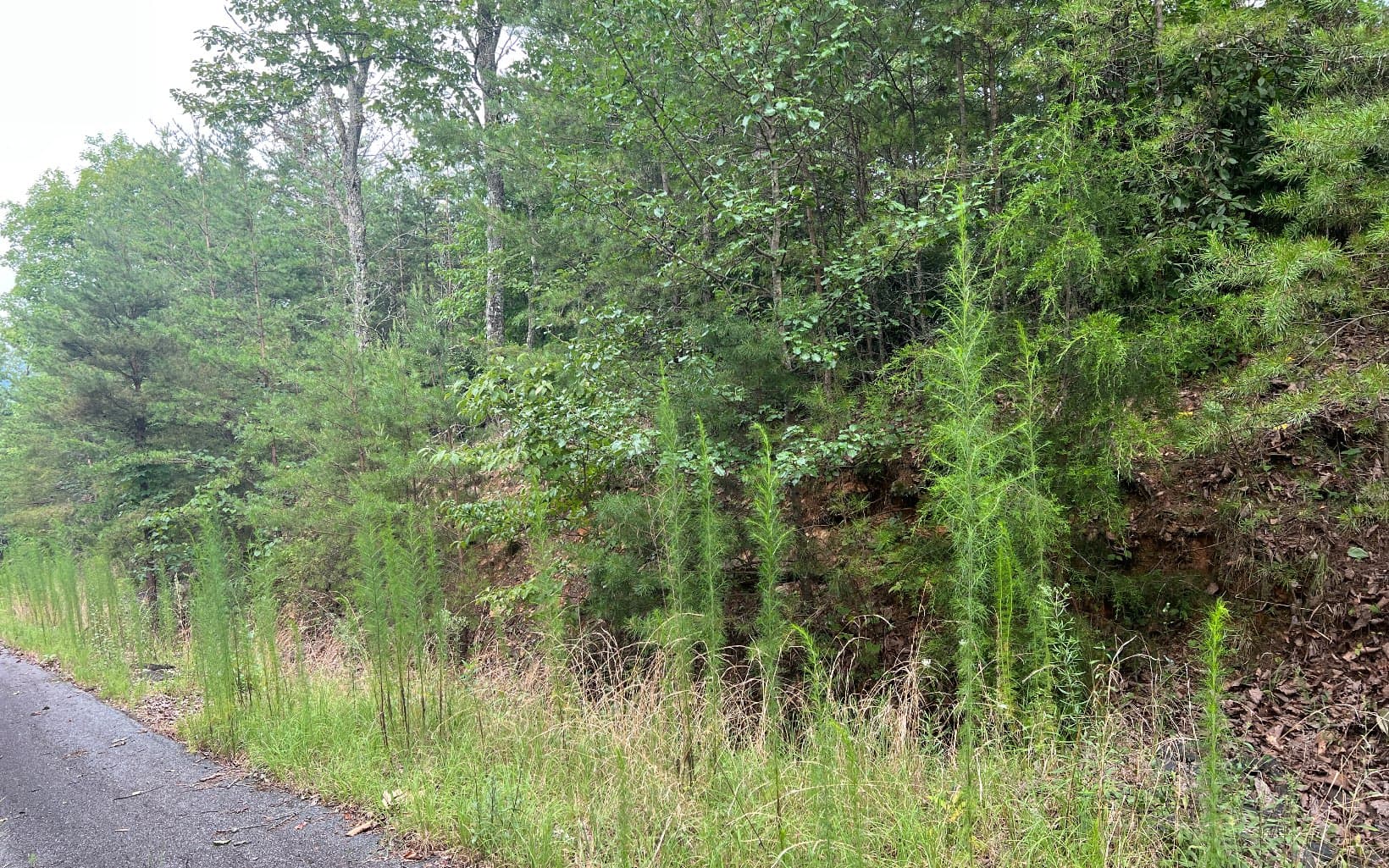 Lot 8 The Preserve At Beach Mountain, Brasstown NC 28902 - Primary photo