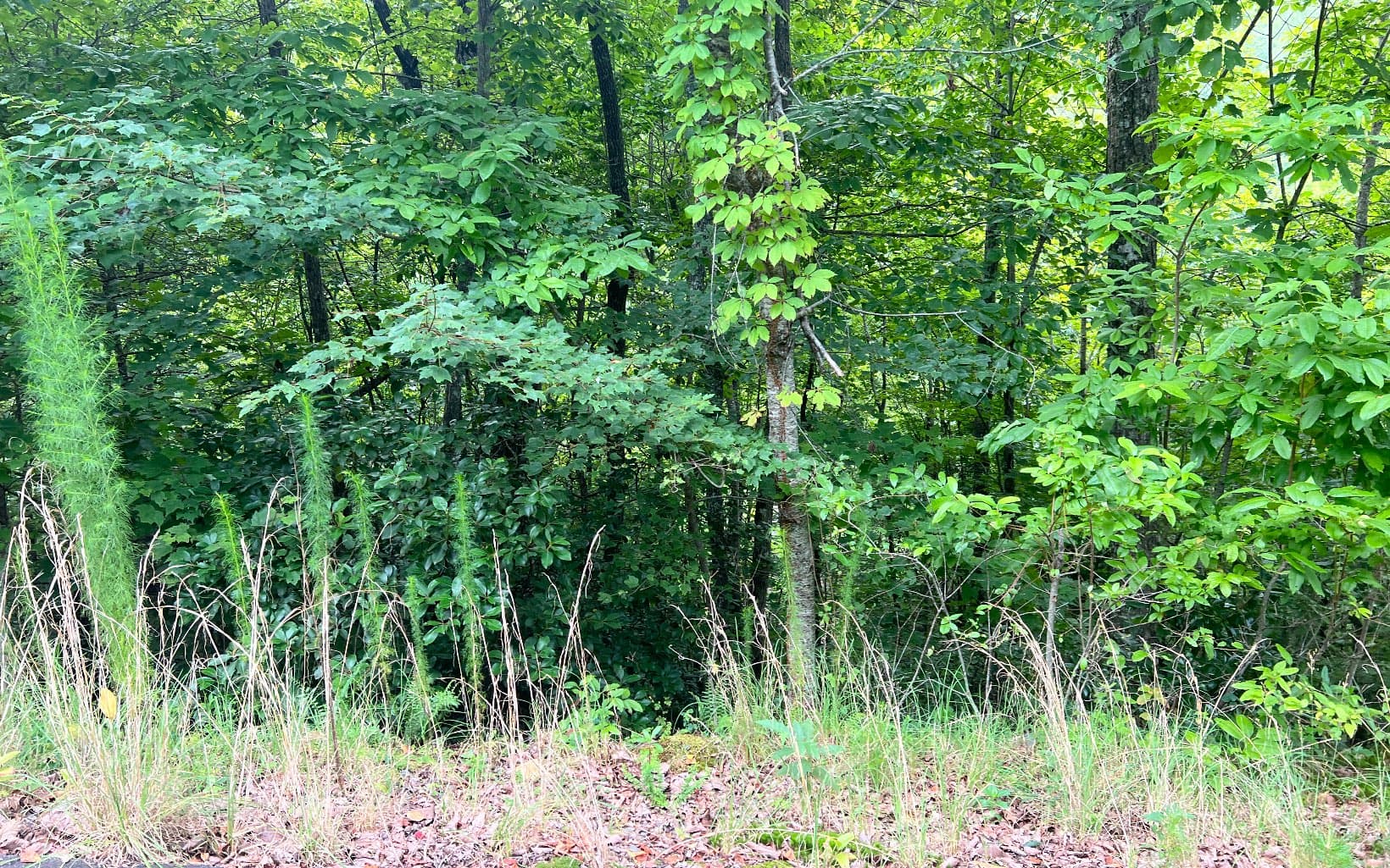 Lot 8 The Preserve At Beach Mountain, Brasstown NC 28902 - Photo
