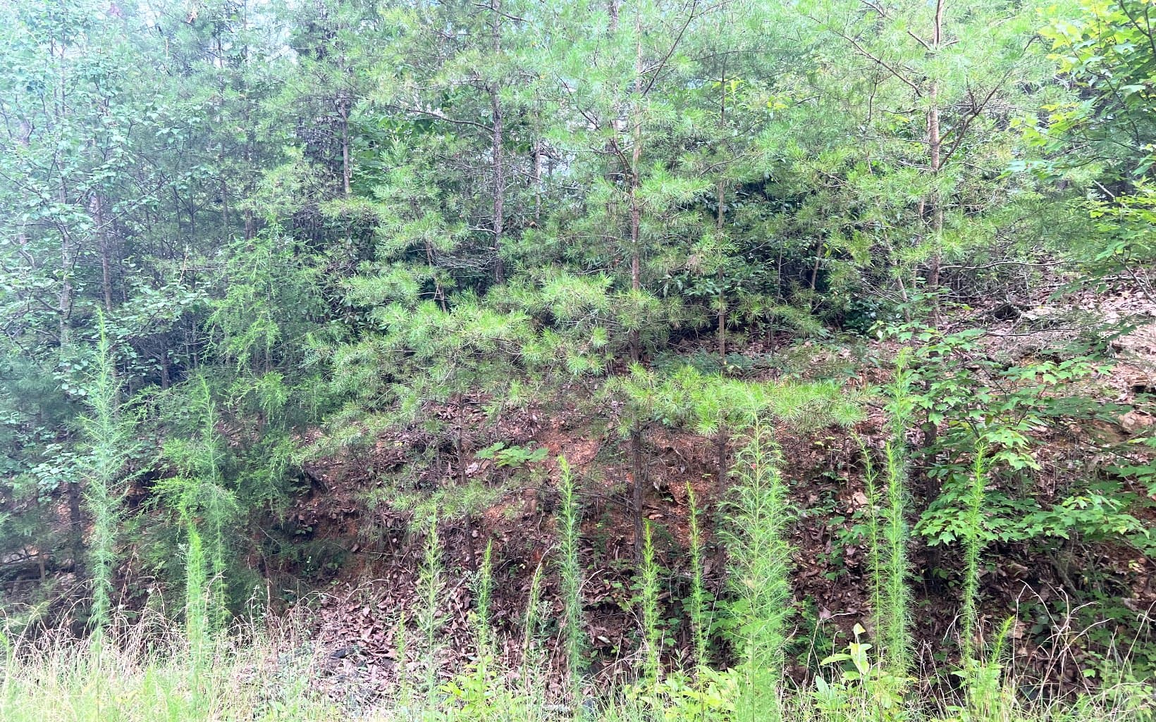 Lot 8 The Preserve At Beach Mountain, Brasstown NC 28902 - Photo