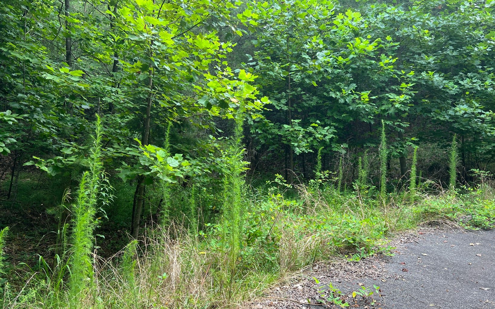 Lot 11 The Preserve At Beach Mountain, Brasstown NC 28902 - Photo