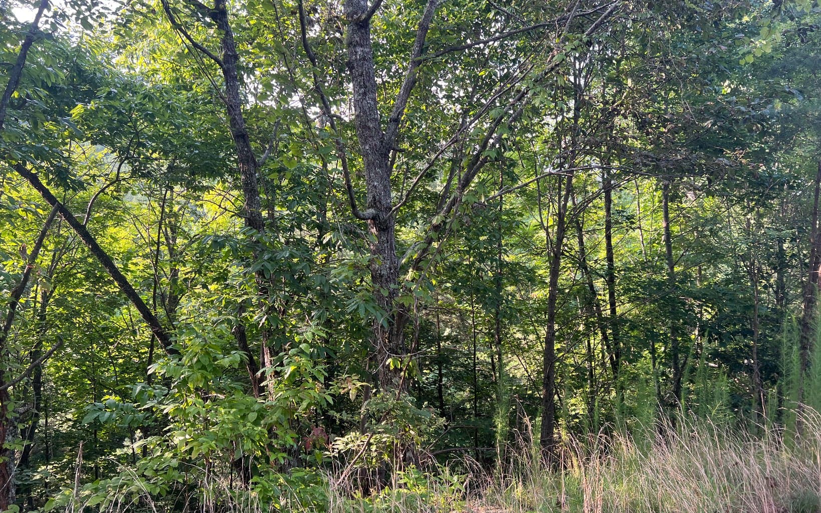 Lot 11 The Preserve At Beach Mountain, Brasstown NC 28902 - Photo