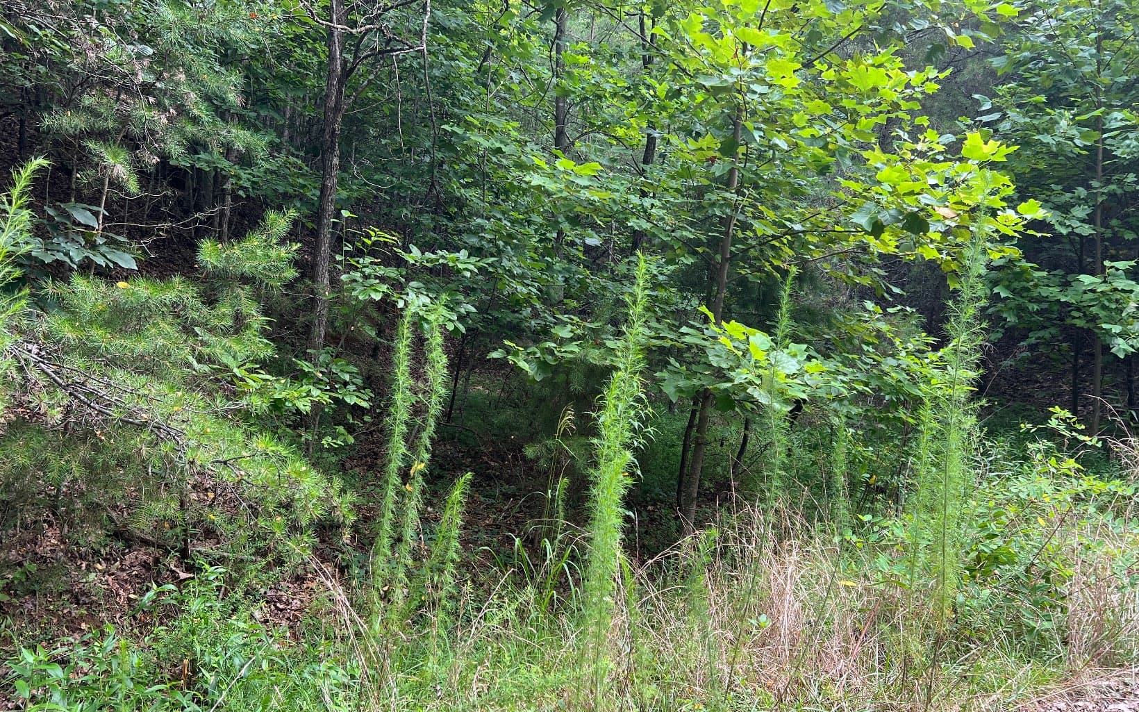 Lot 11 The Preserve At Beach Mountain, Brasstown NC 28902 - Photo
