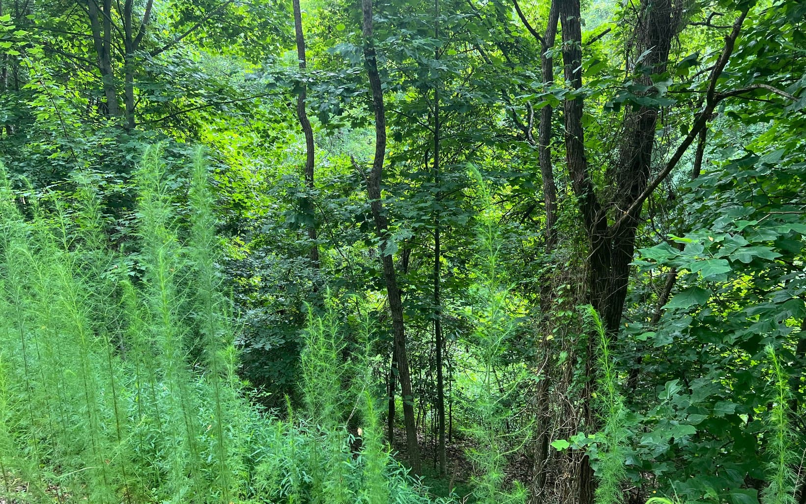 Lot 11 The Preserve At Beach Mountain, Brasstown NC 28902 - Photo
