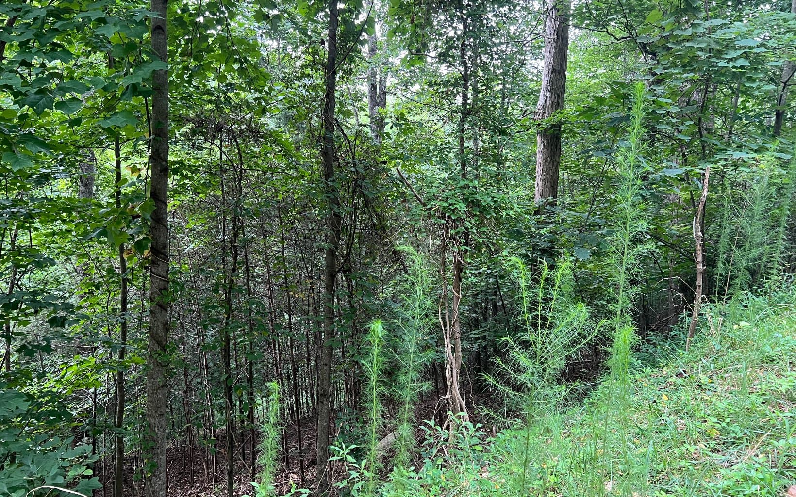 Lot 11 The Preserve At Beach Mountain, Brasstown NC 28902 - Photo