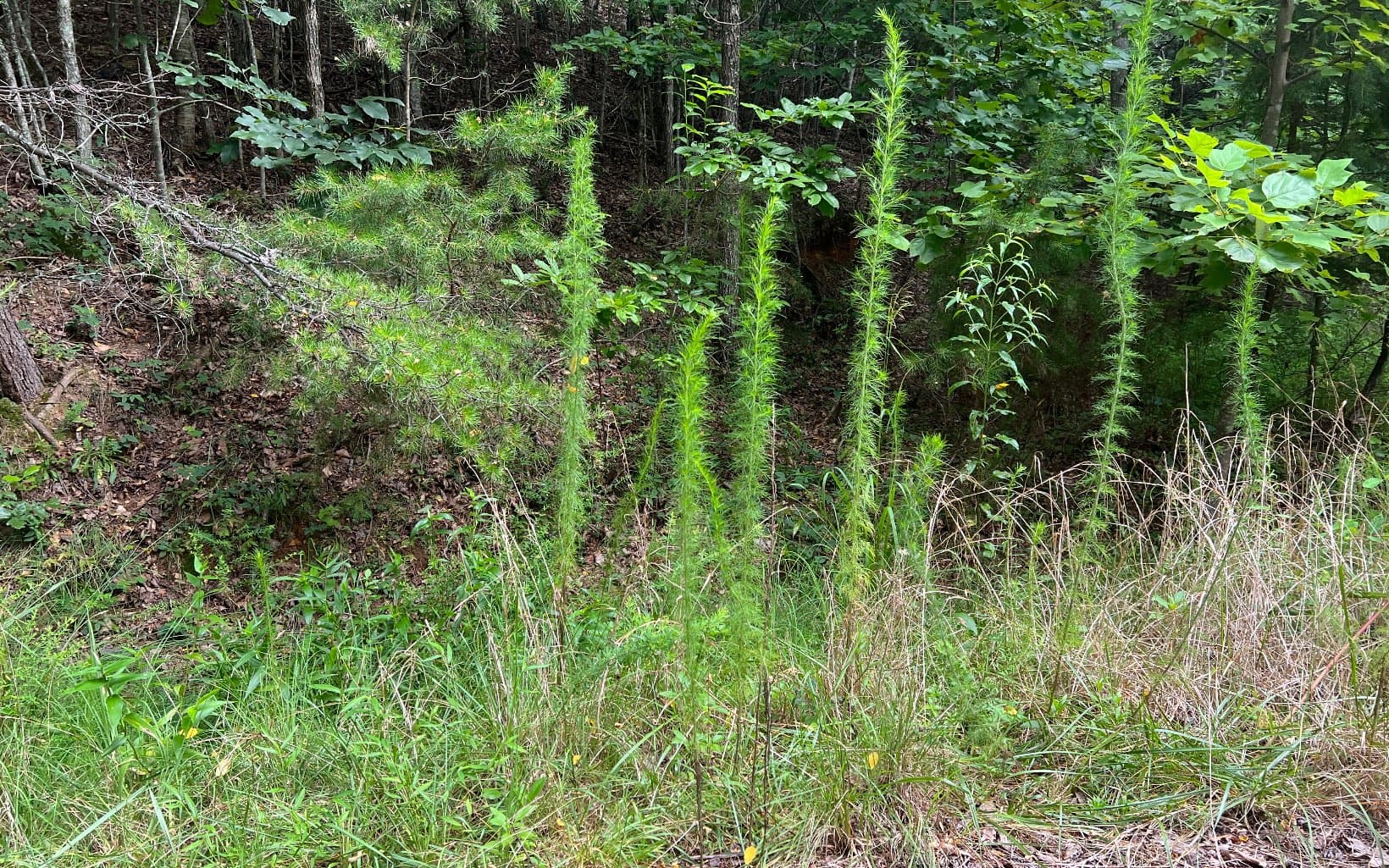 Lot 11 The Preserve At Beach Mountain, Brasstown NC 28902 - Photo