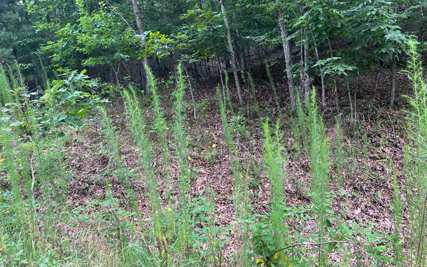 Lot 12 The Preserve At Beach Mountain, Brasstown NC 28902 - Photo