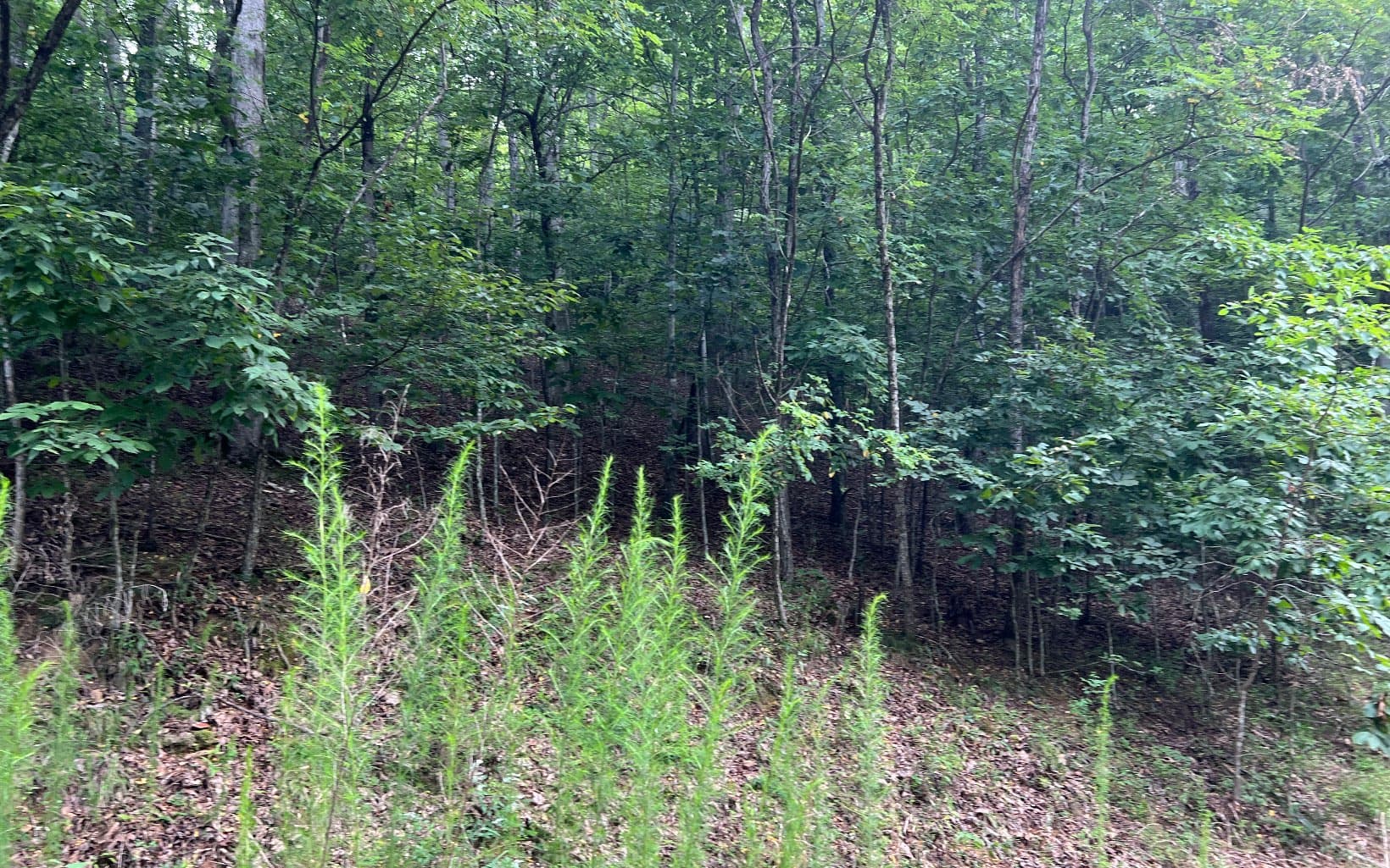 Lot 12 The Preserve At Beach Mountain, Brasstown NC 28902 - Photo