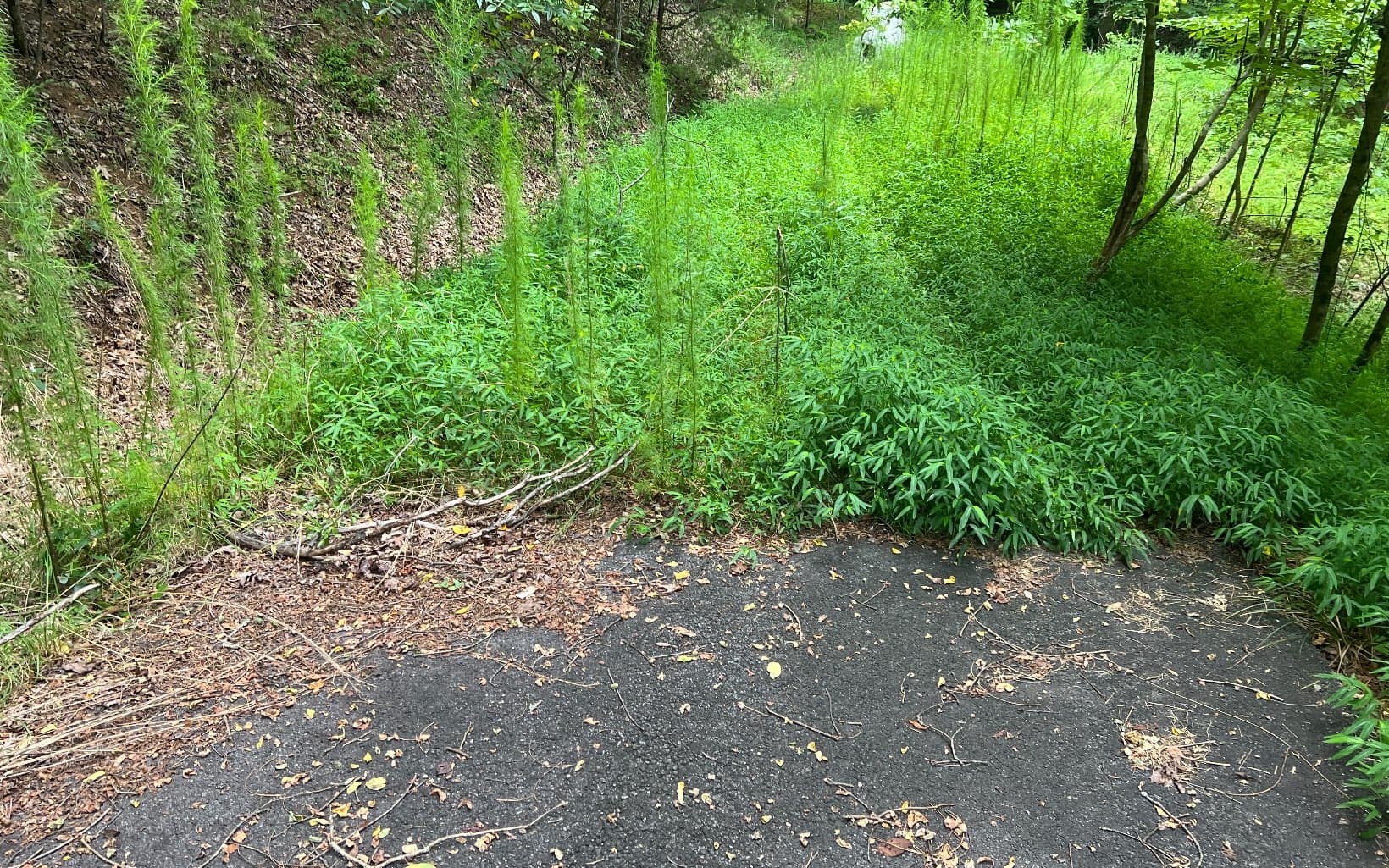 Lot 12 The Preserve At Beach Mountain, Brasstown NC 28902 - Photo