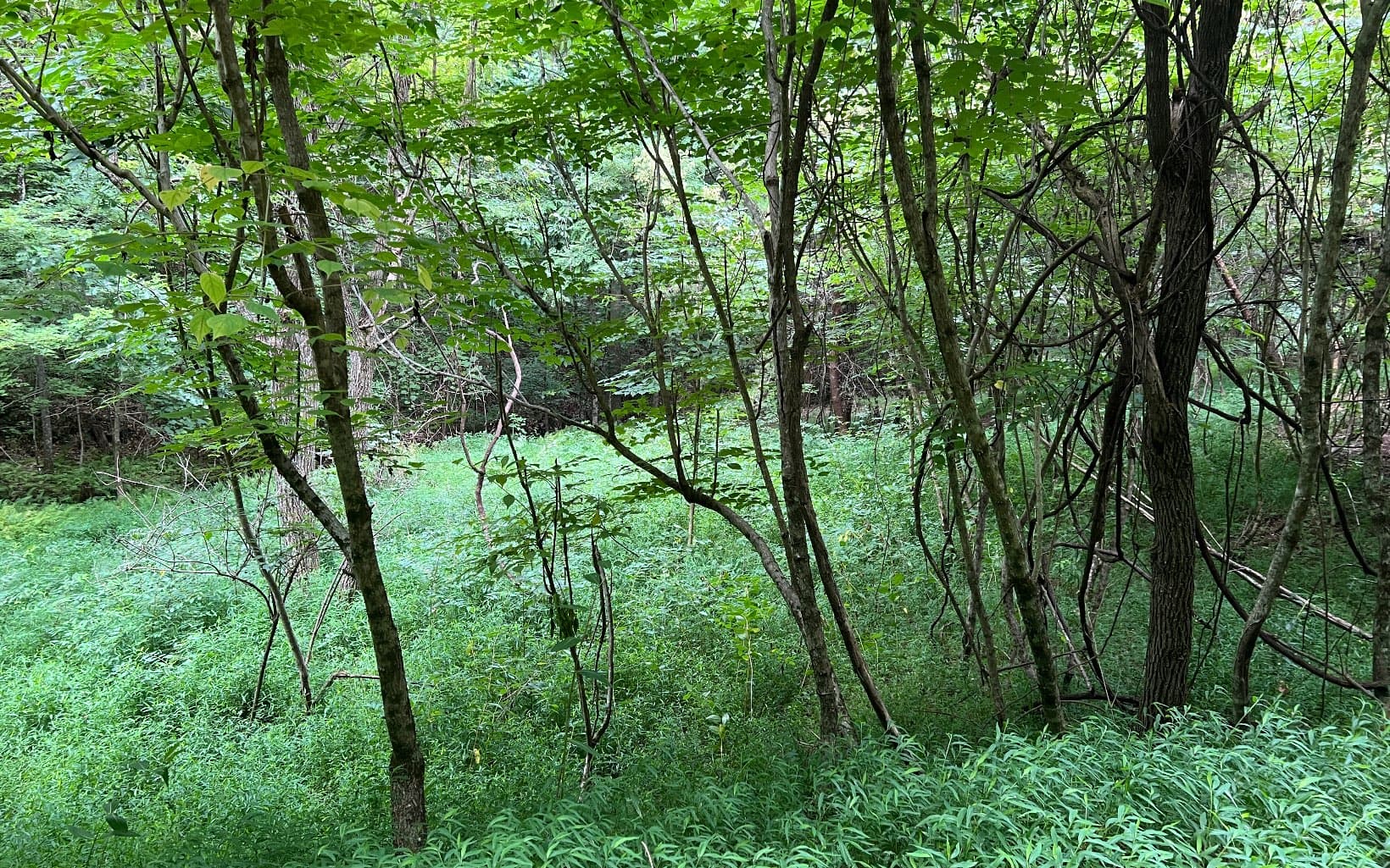 Lot 12 The Preserve At Beach Mountain, Brasstown NC 28902 - Photo