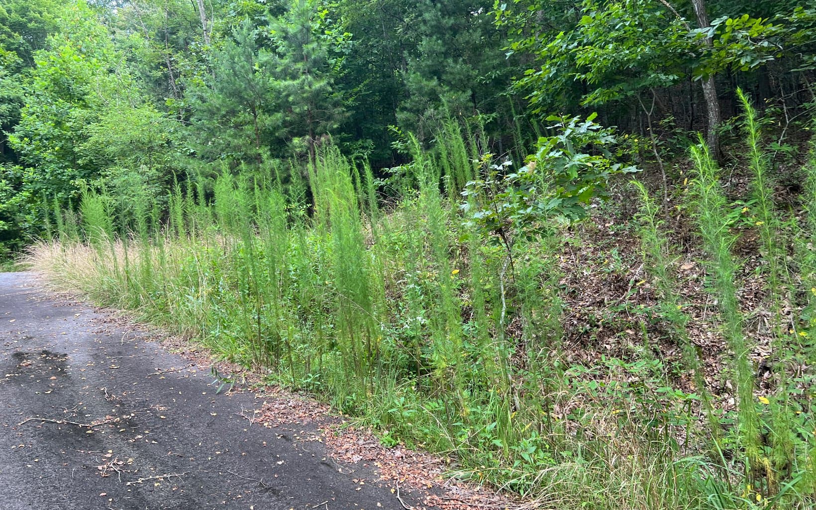 Lot 12 The Preserve At Beach Mountain, Brasstown NC 28902 - Photo