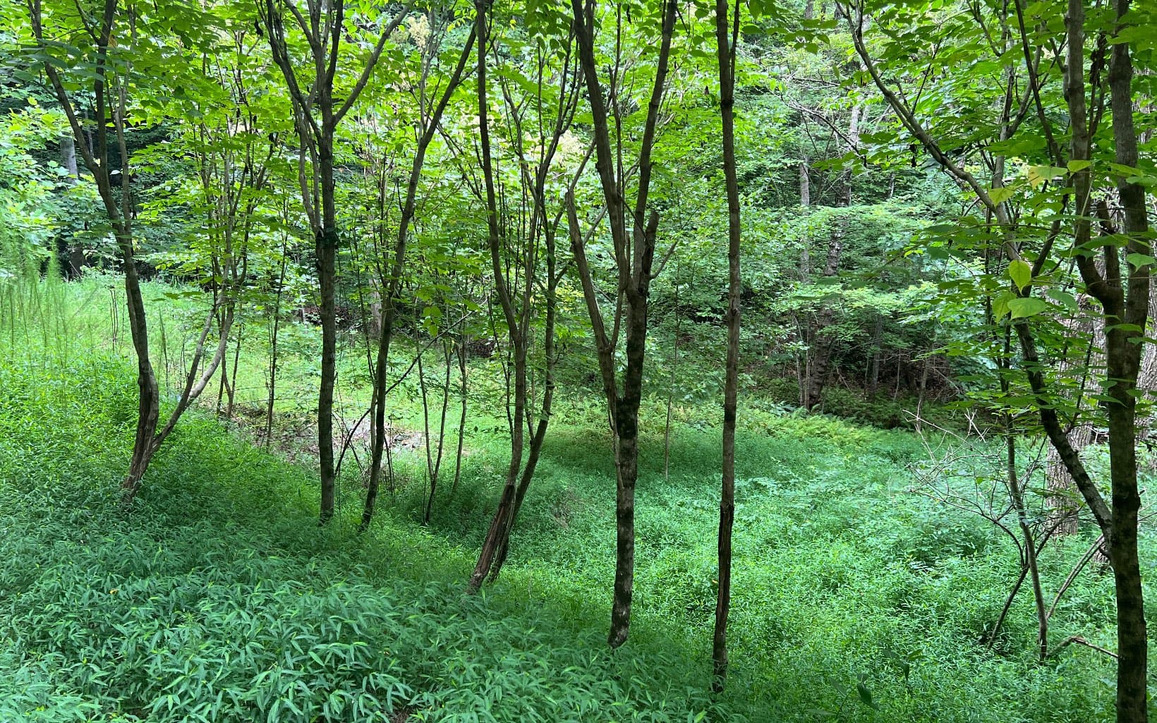 Lot 12 The Preserve At Beach Mountain, Brasstown NC 28902 - Primary photo