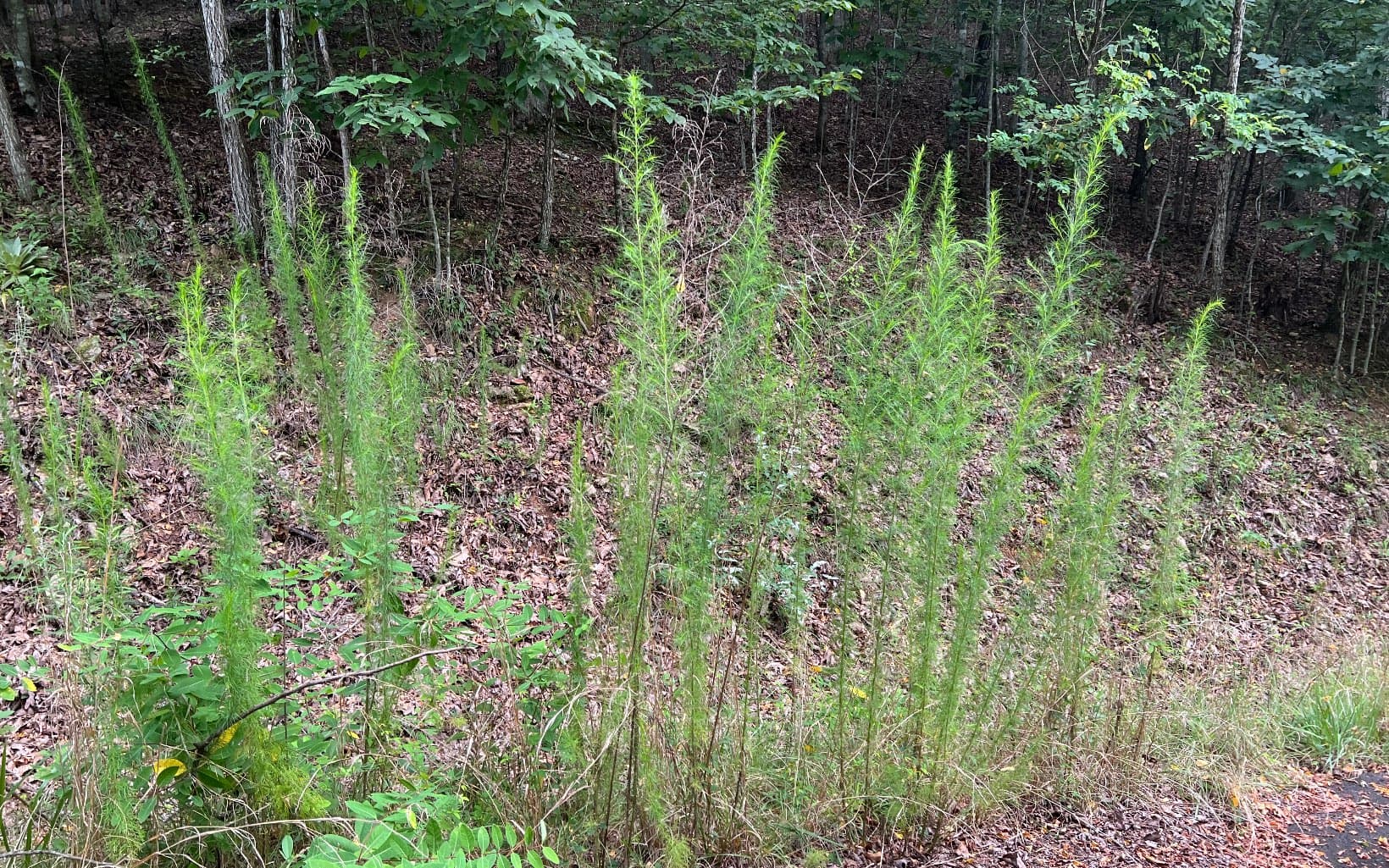 Lot 12 The Preserve At Beach Mountain, Brasstown NC 28902 - Photo
