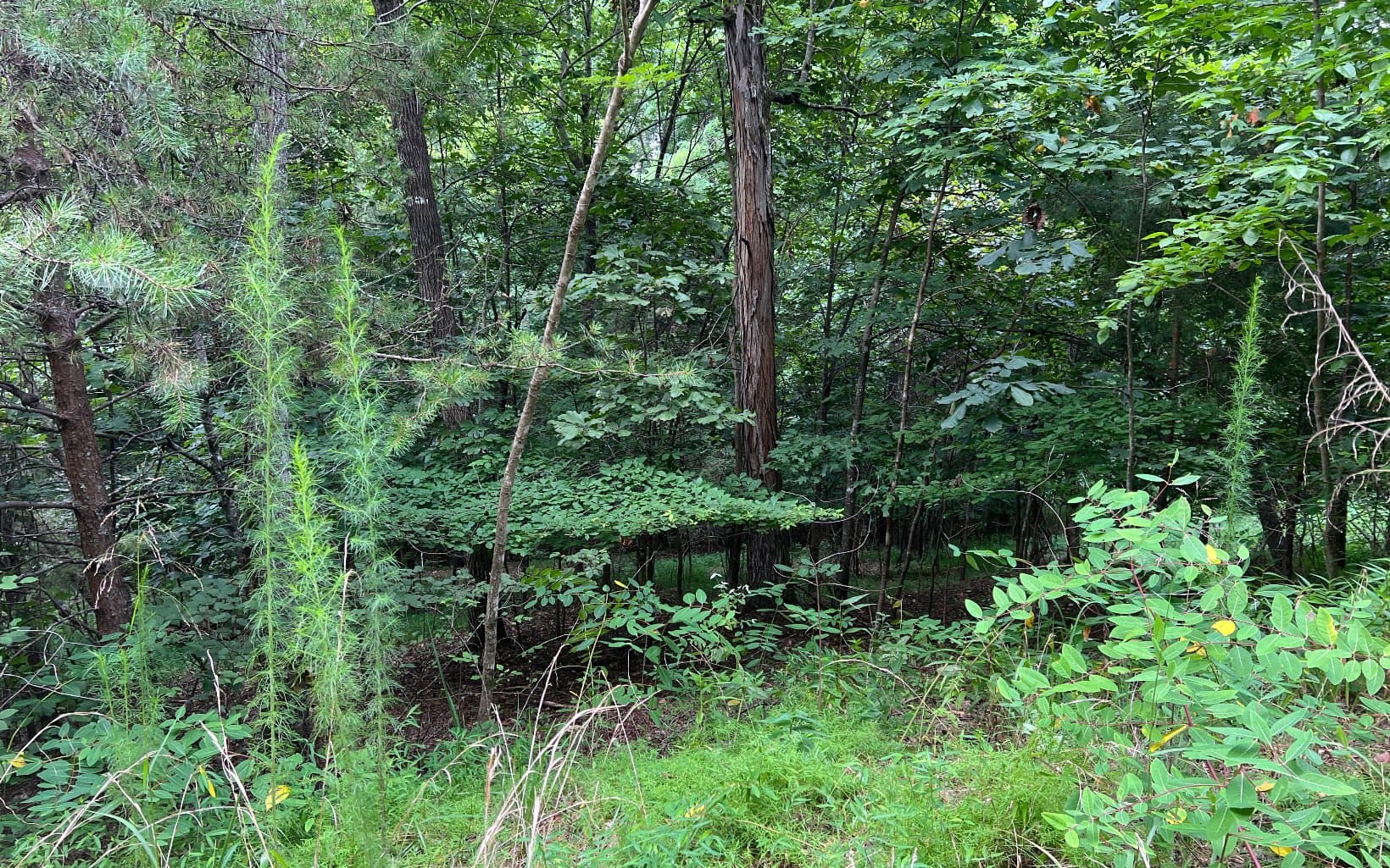 Lot 12 The Preserve At Beach Mountain, Brasstown NC 28902 - Photo