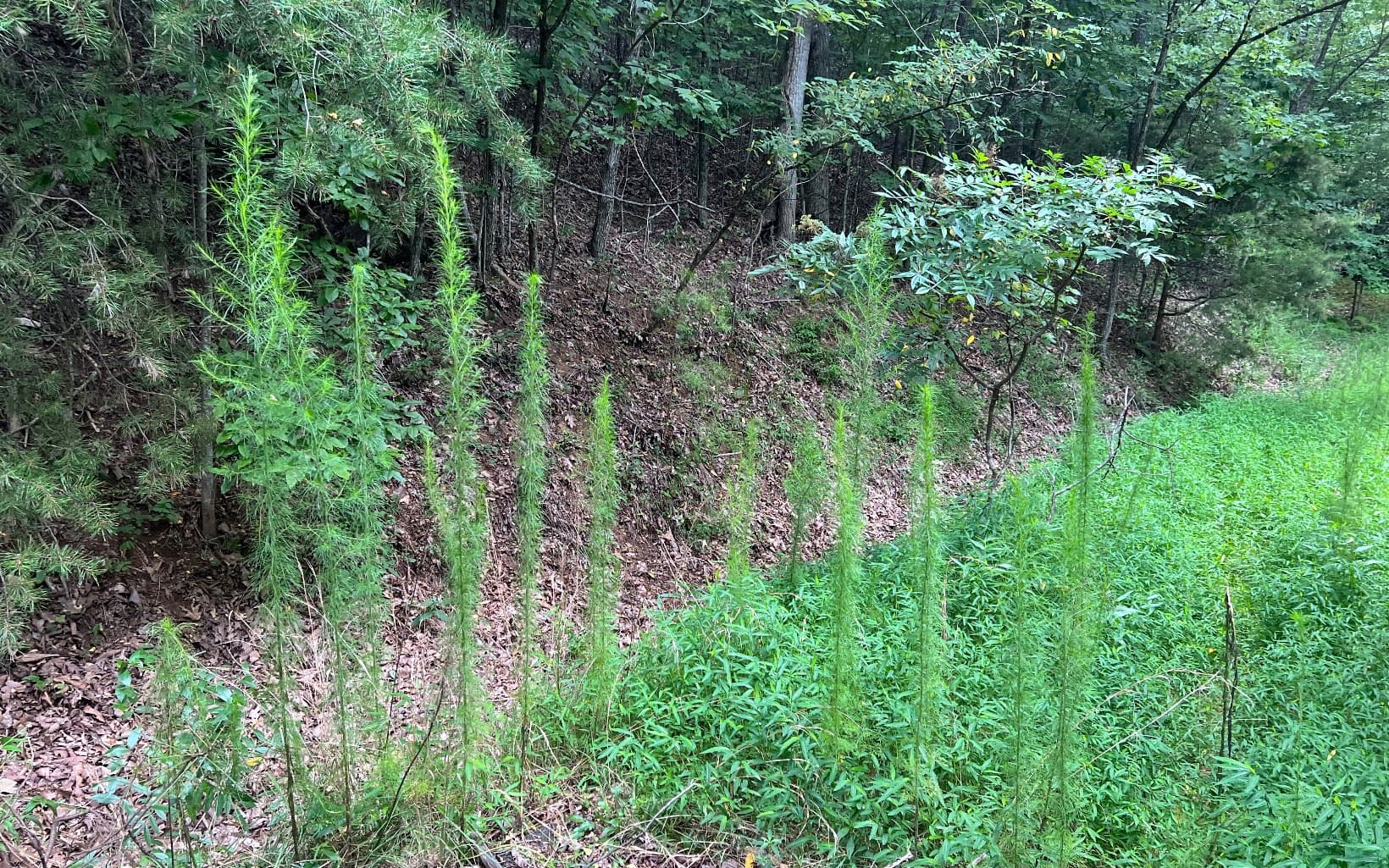 Lot 12 The Preserve At Beach Mountain, Brasstown NC 28902 - Photo