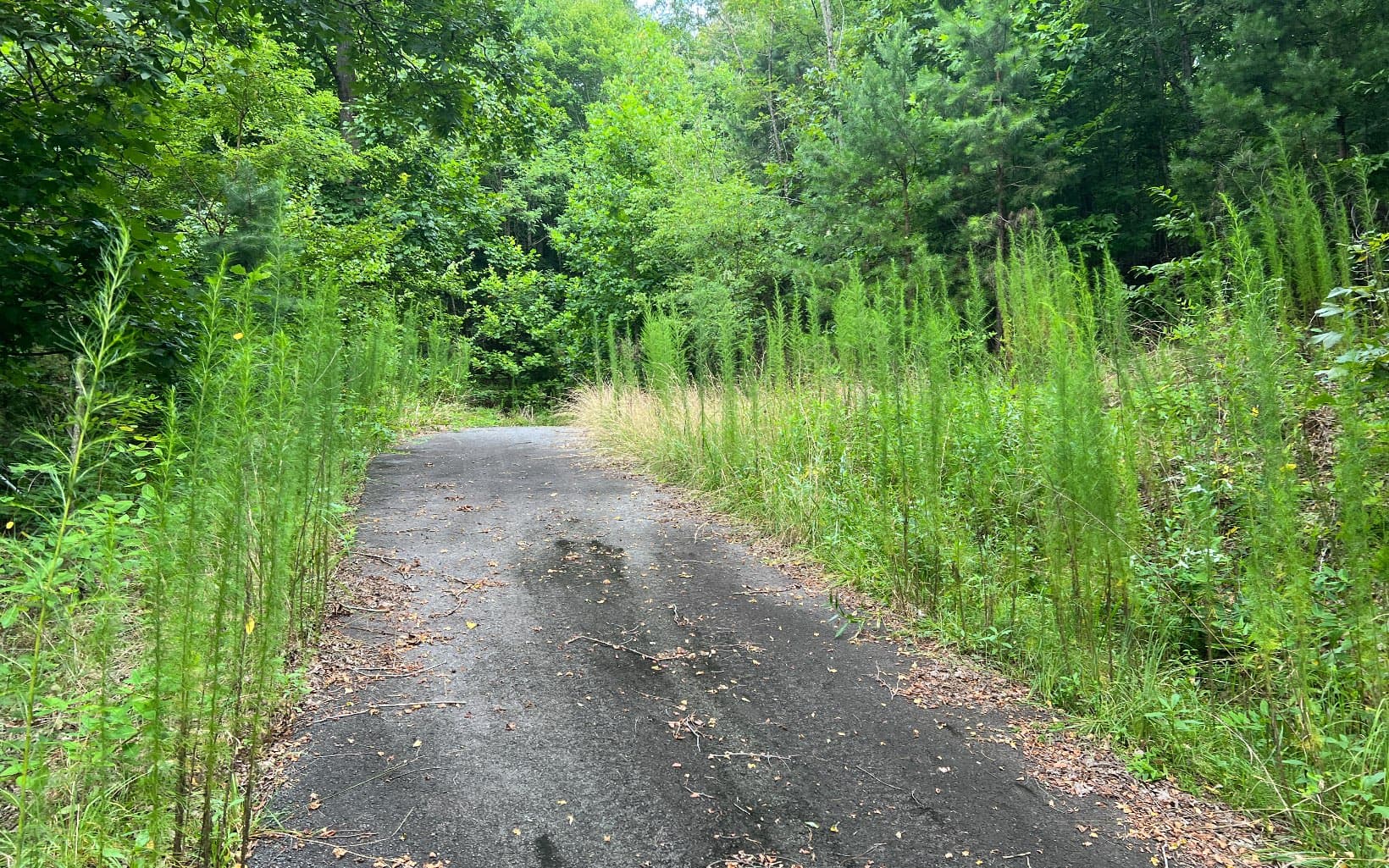 Lot 12 The Preserve At Beach Mountain, Brasstown NC 28902 - Photo
