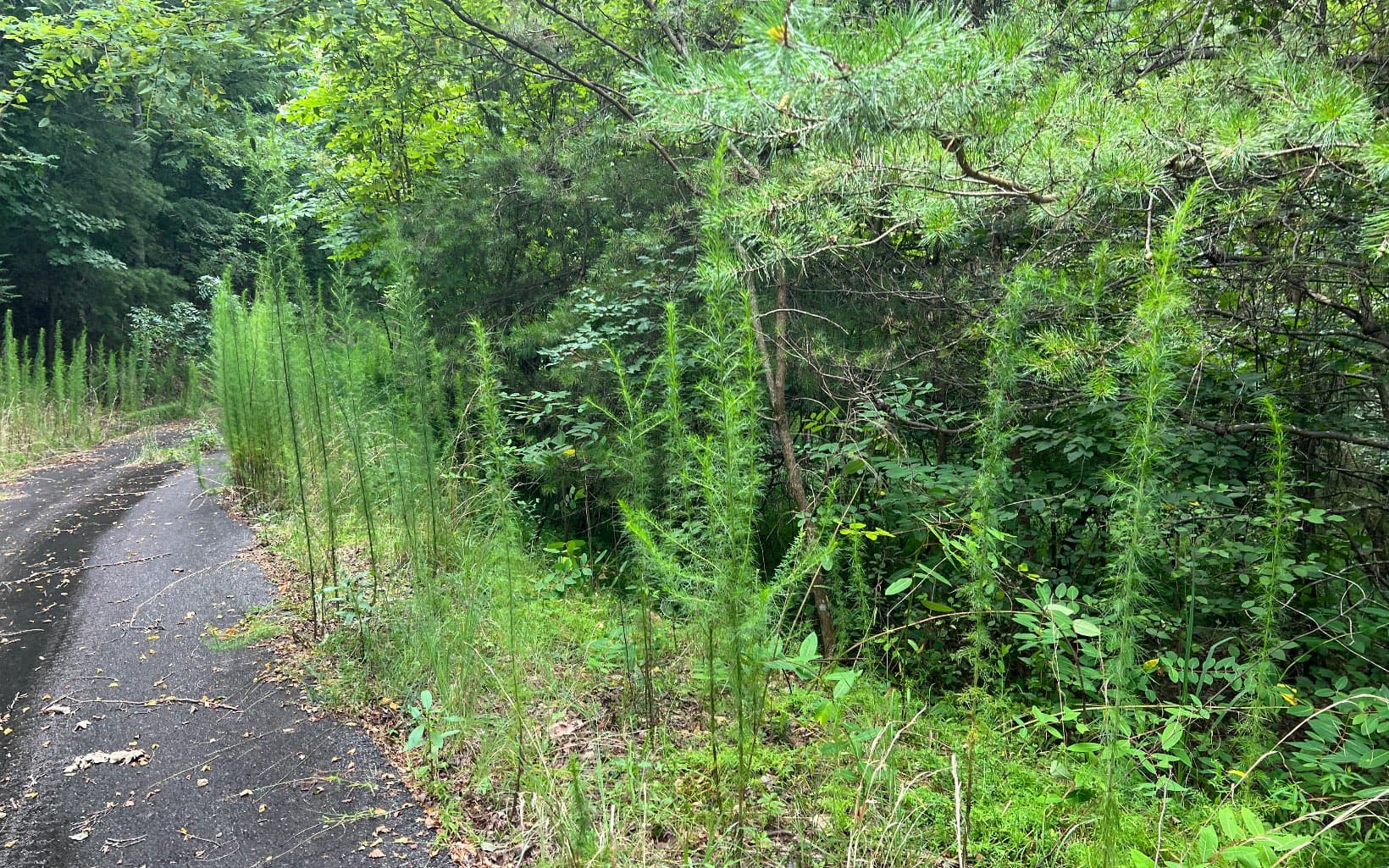 Lot 12 The Preserve At Beach Mountain, Brasstown NC 28902 - Photo