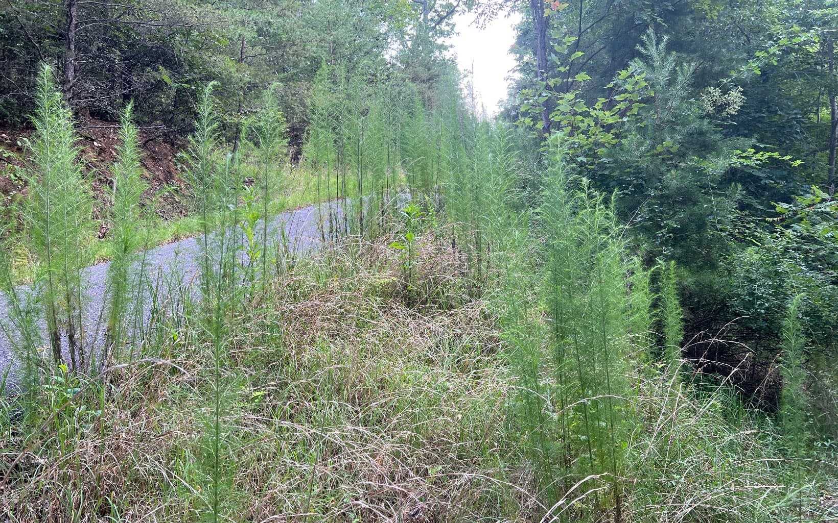 Lot 13 The Preserve At Beach Mountain, Brasstown NC 28902 - Photo