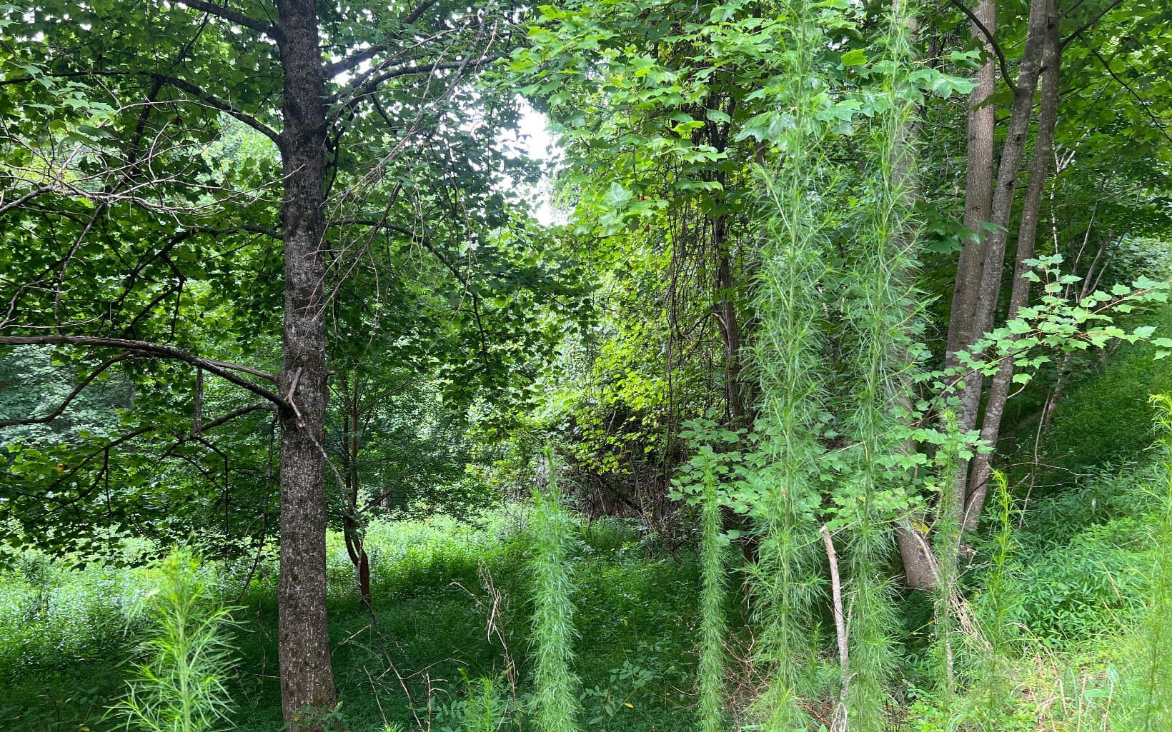 Lot 13 The Preserve At Beach Mountain, Brasstown NC 28902 - Photo