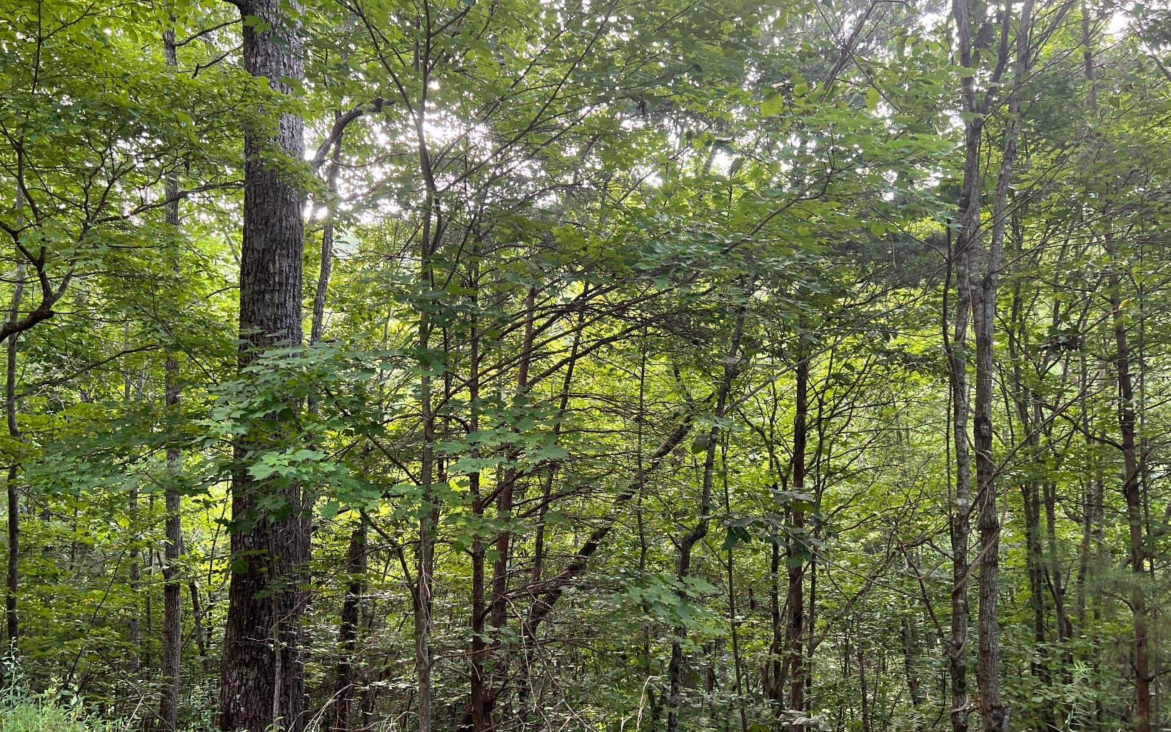 Lot 13 The Preserve At Beach Mountain, Brasstown NC 28902 - Primary photo