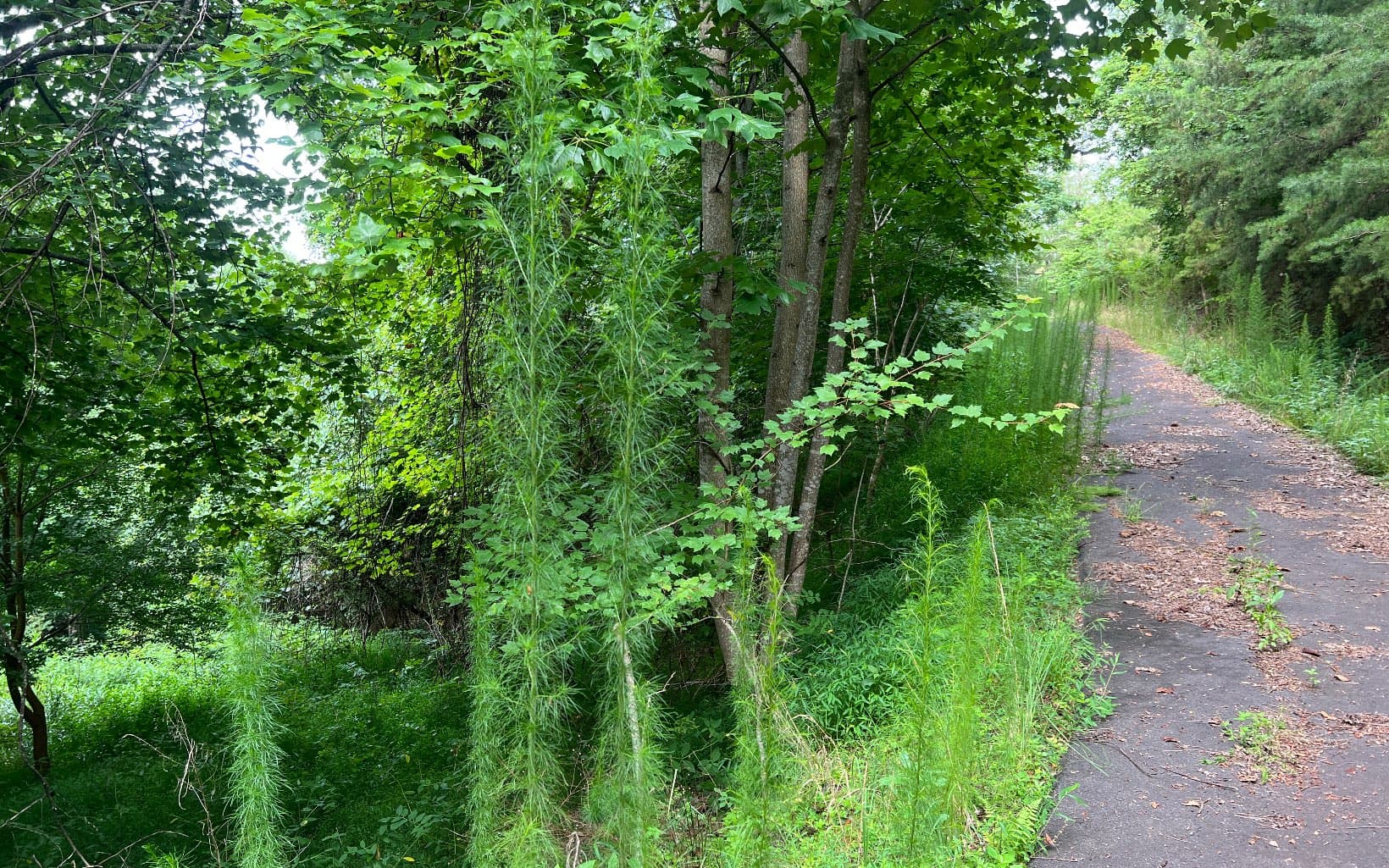 Lot 13 The Preserve At Beach Mountain, Brasstown NC 28902 - Photo