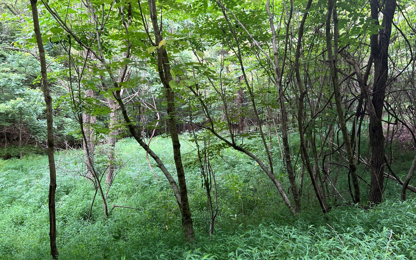 Lot 13 The Preserve At Beach Mountain, Brasstown NC 28902 - Photo