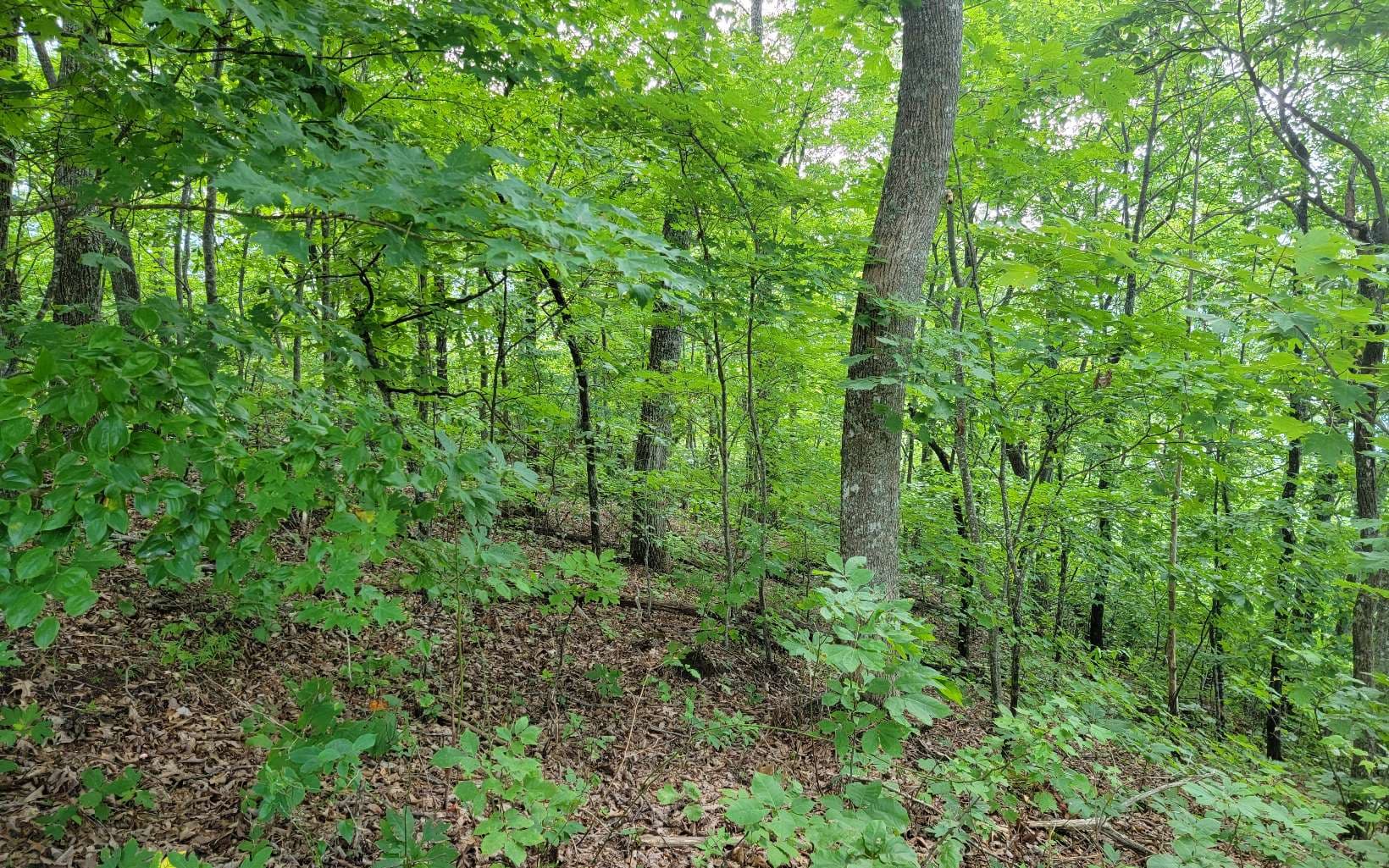27 Oak Ridge North, Hayesville NC 28904 - Photo