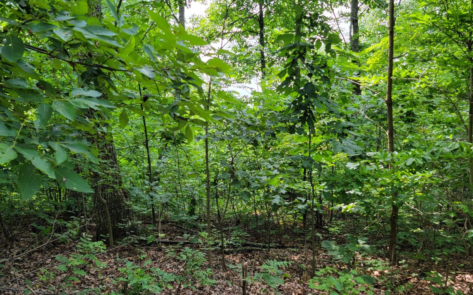 25 Oak Ridge North, Hayesville NC 28904 - Photo