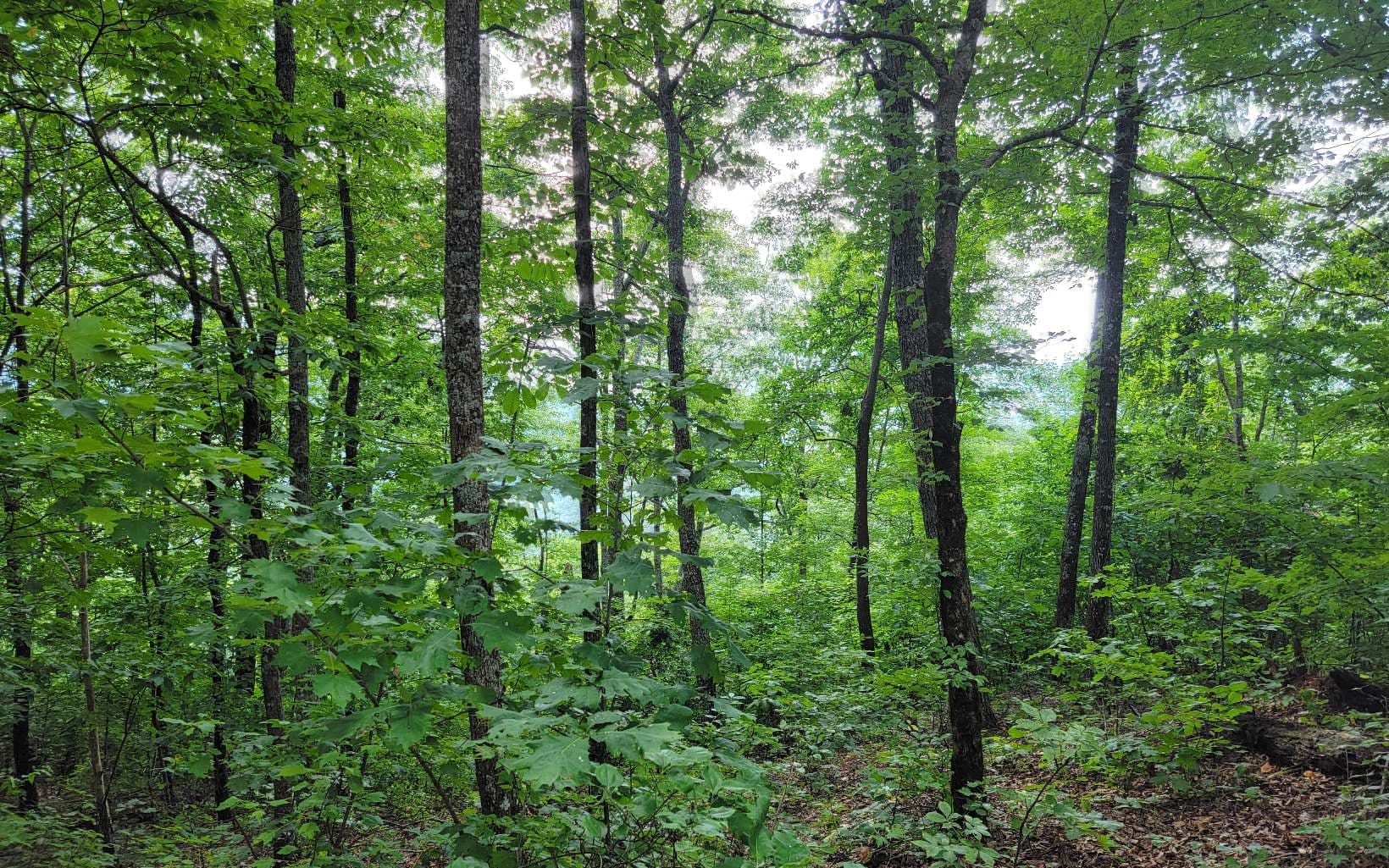 24 Oak Ridge North, Hayesville NC 28904 - Photo