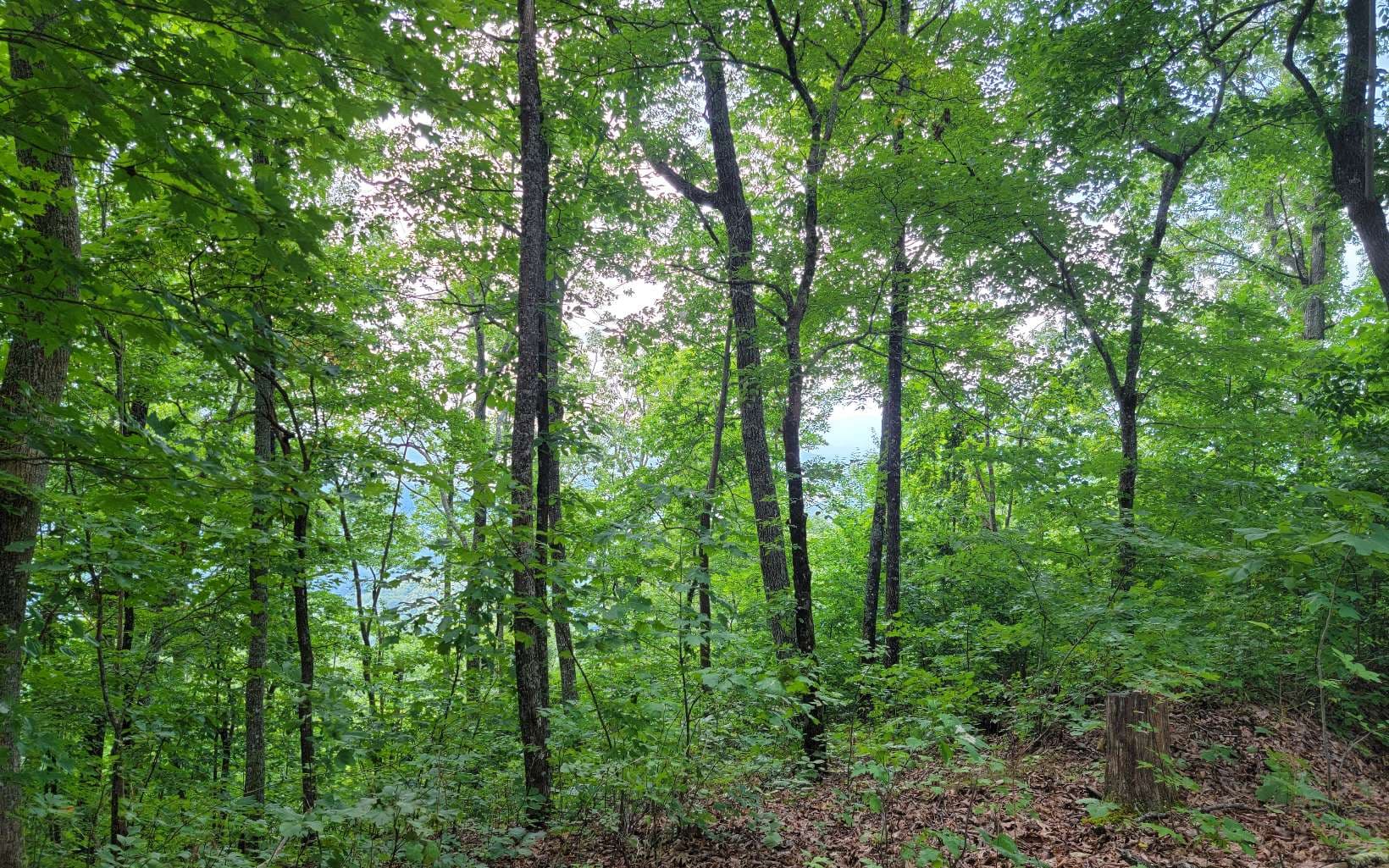 23 Oak Ridge North, Hayesville NC 28904 - Photo